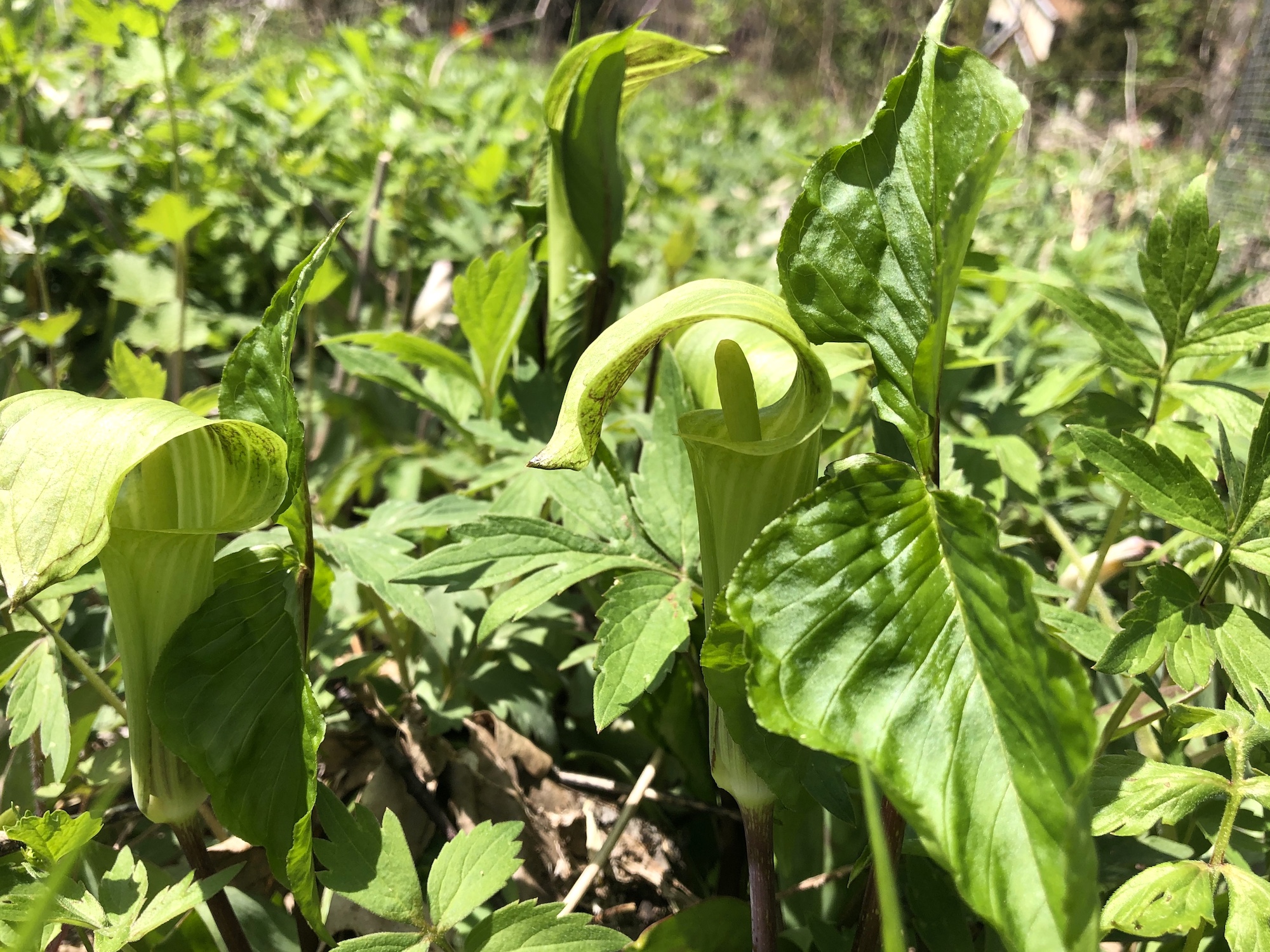 Jack-in-the-pulpit in the Oak Savanna on May 3, 2020.
