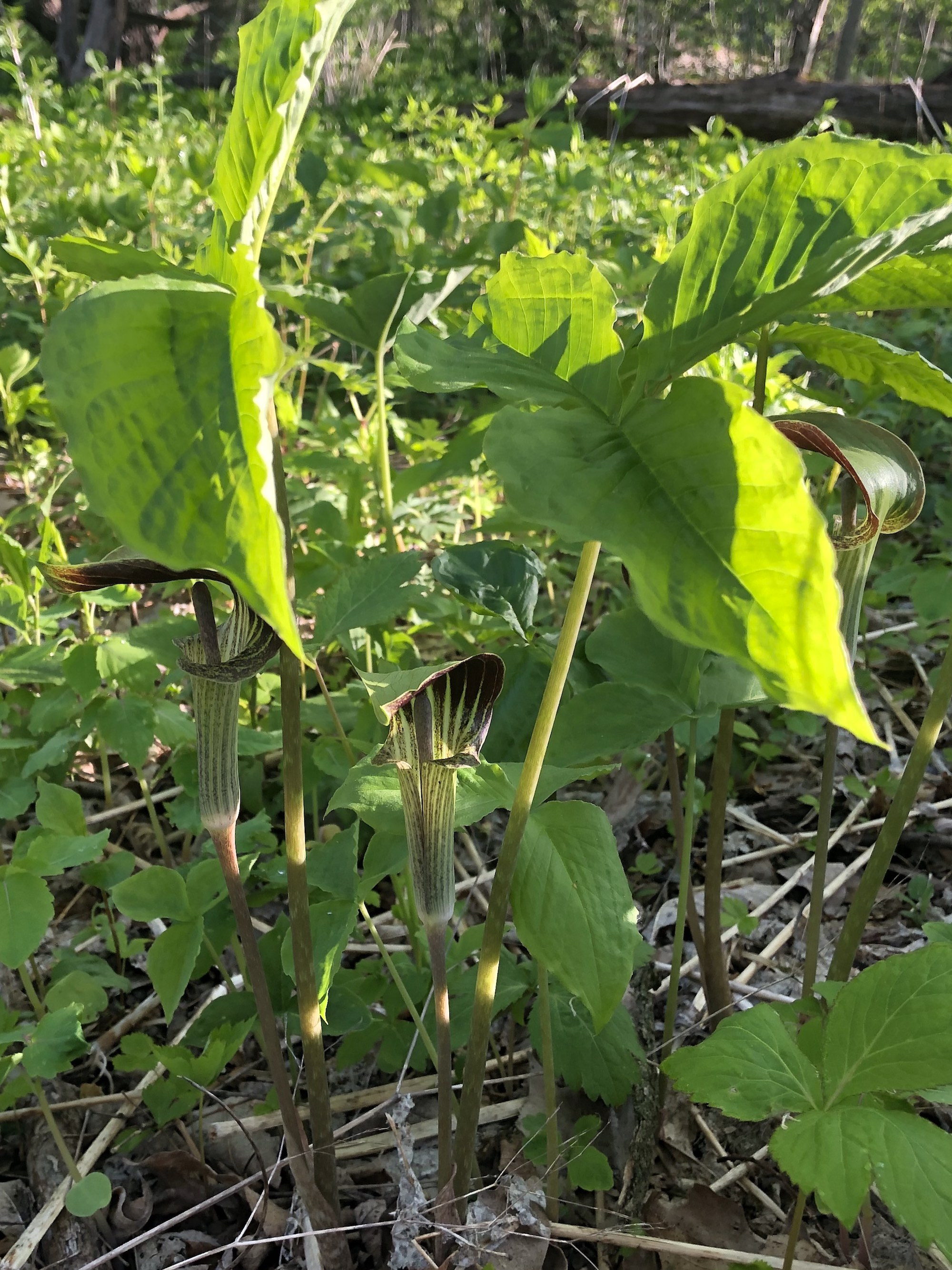Jack-in-the-Pulpit emerging in woods between the Oak Savanna and Marion Dunn on May 13, 2021.