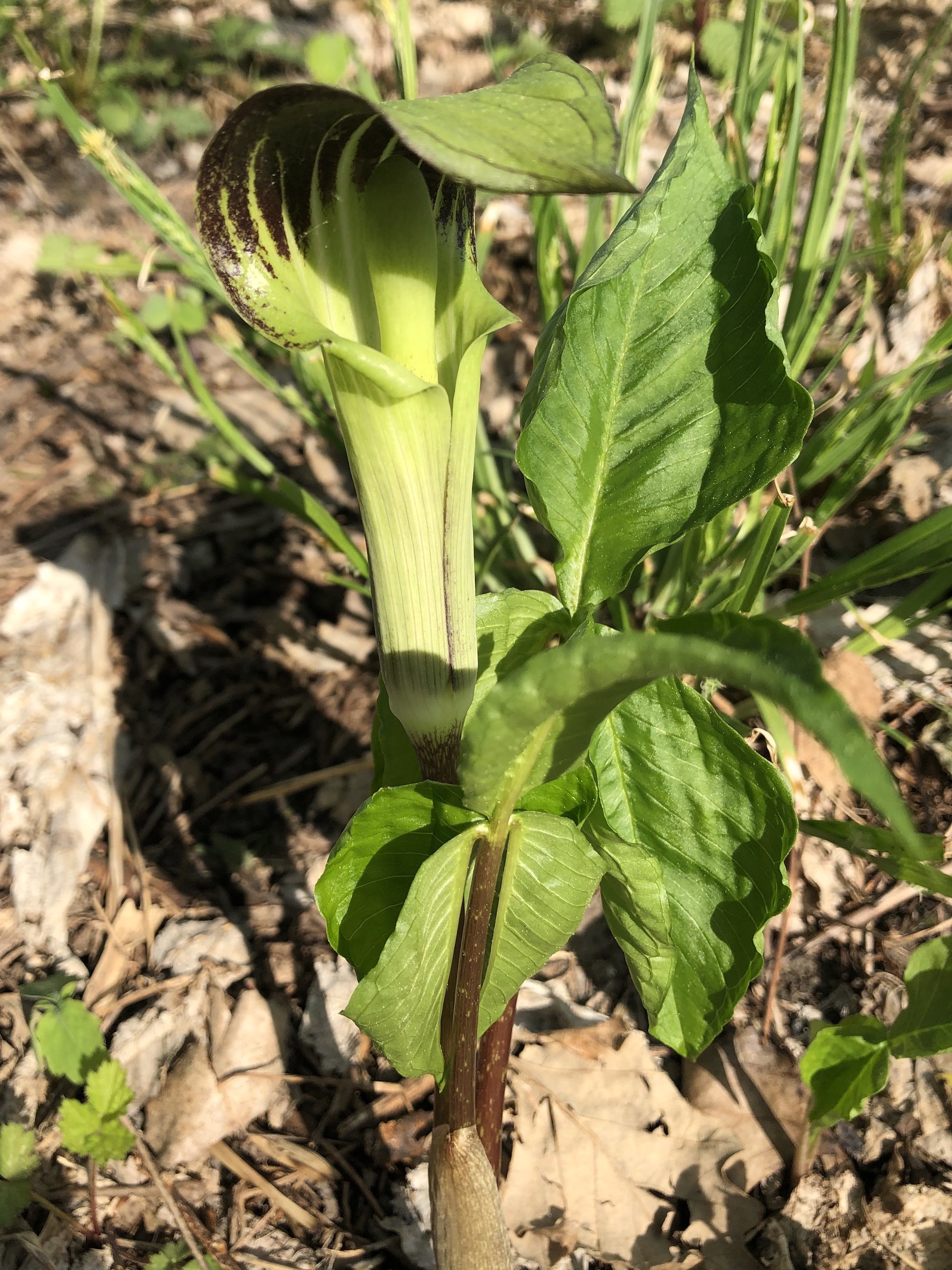 Jack-in-the-Pulpit in Oak Savanna by Council Ring on May 2, 2021.