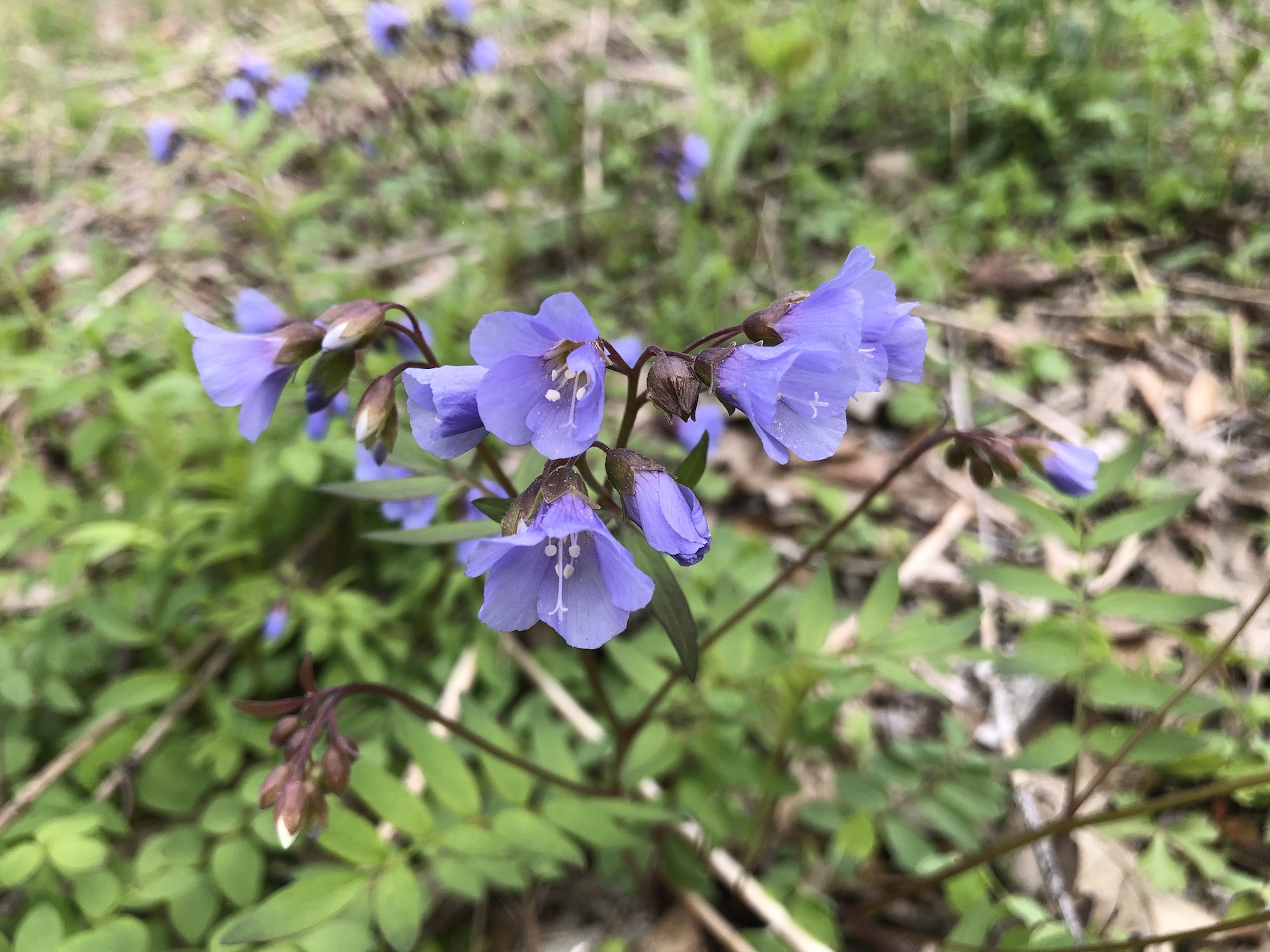 Jacob's Ladder in Oak Savanna in Madison, Wisconsin on May 10, 2019.