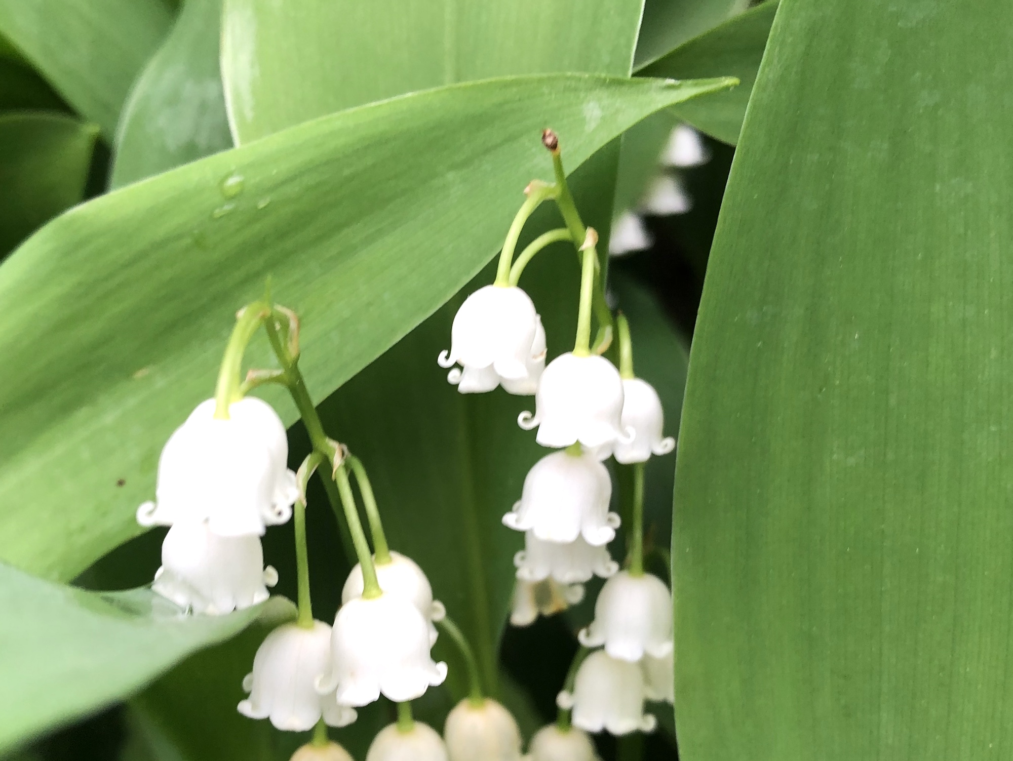 Lily of the Valley on May 30, 2019.