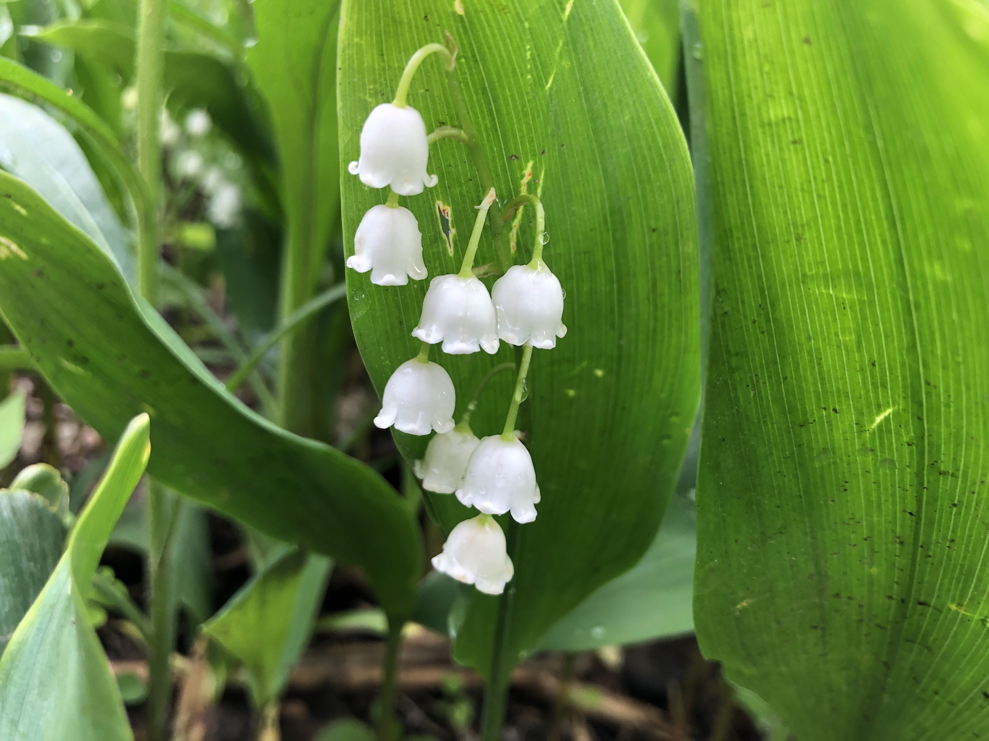 Lilly of the Valley on May 24, 2019.