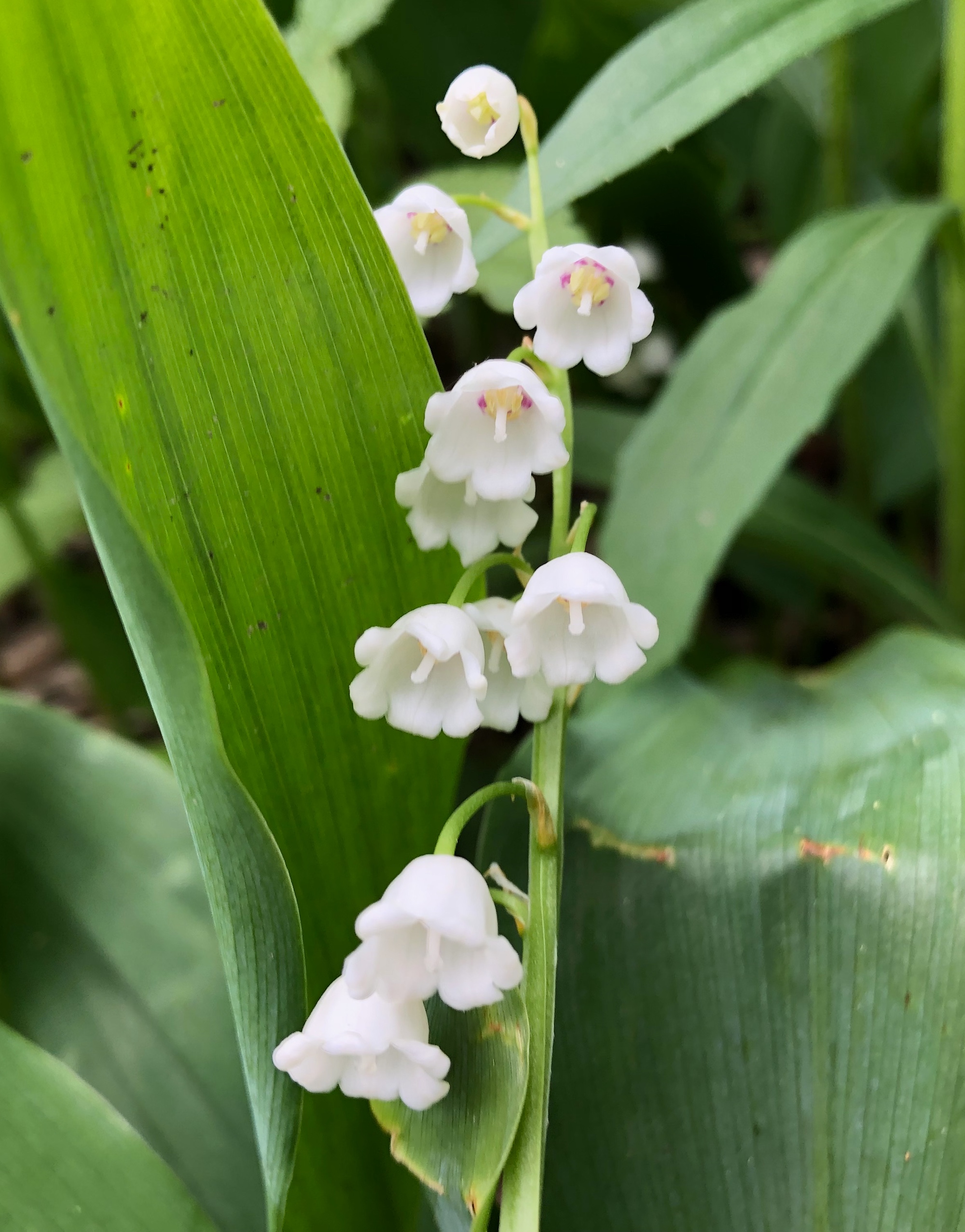 Lily of the Valley in Oak Savanna on May 26, 2019.