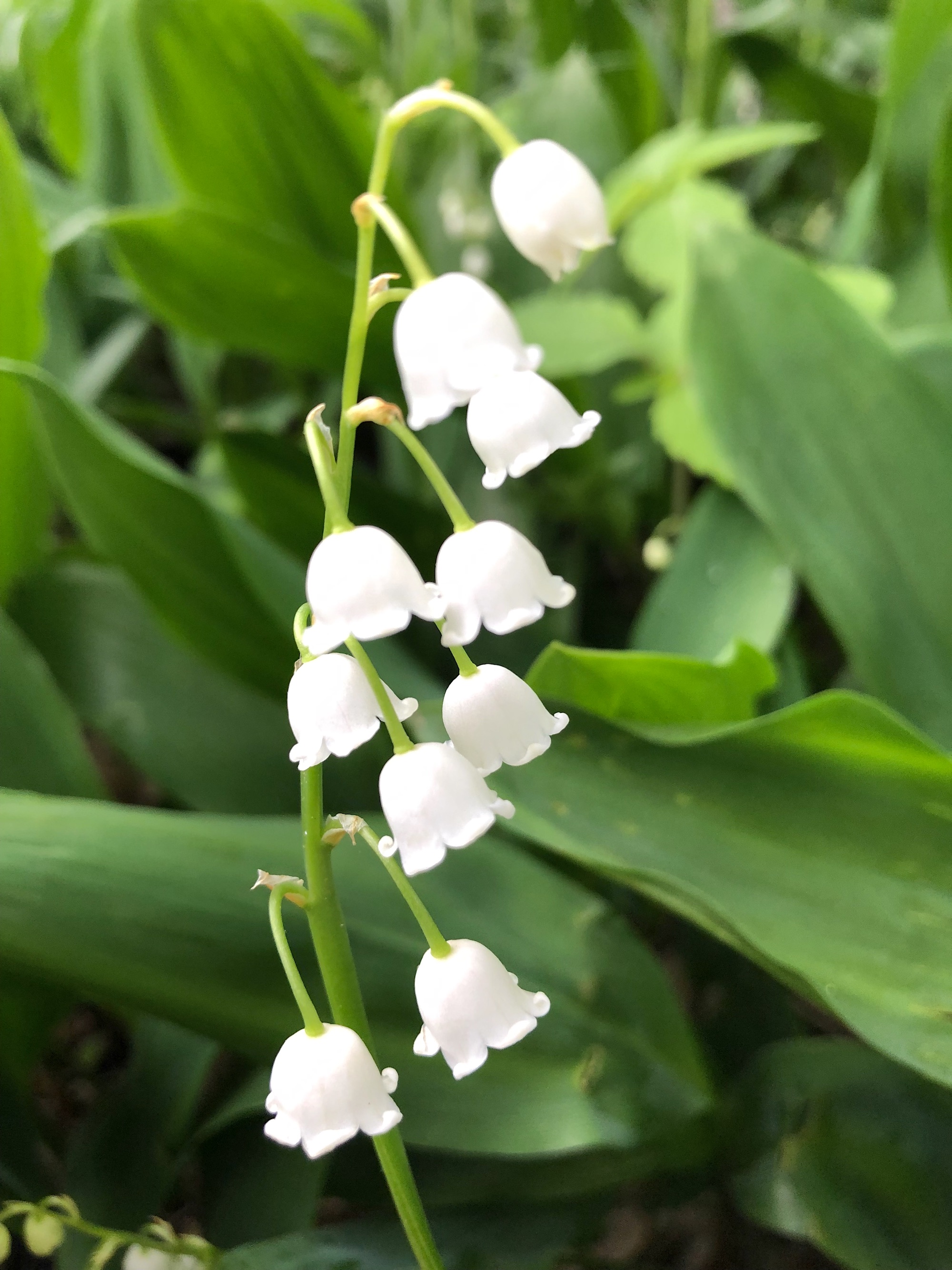 Lily of the Valley in Oak Savanna on May 26, 2019.