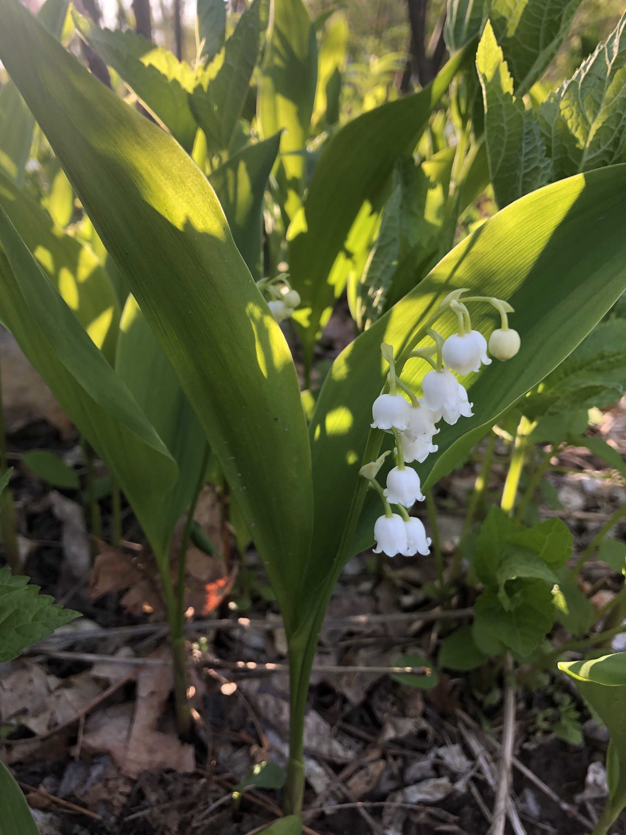 Lily of the Valley in woods between Marion Dunn and Oak Savanna on May 8, 2021.