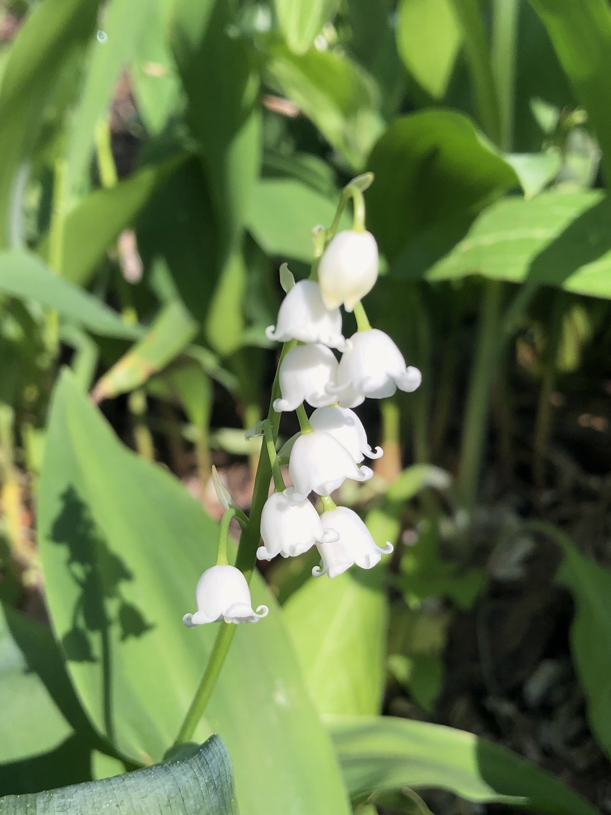  Lily of The Valley in Oak Savanna by Council Ring in on May 5, 2021.