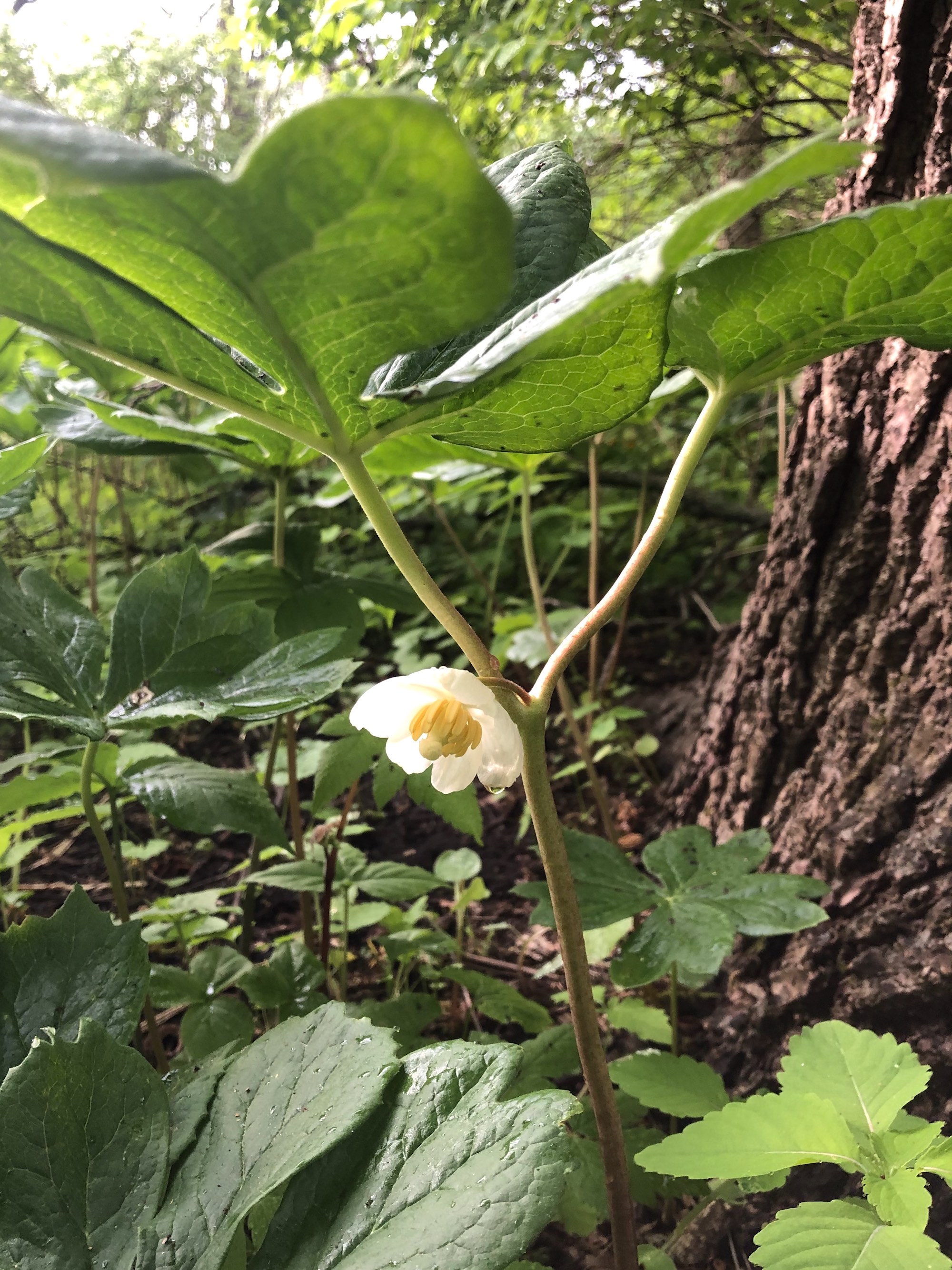 Mayapple blooms between Duck Pond and Marion Dunn Madison, Wisconsin on May 16, 2021.