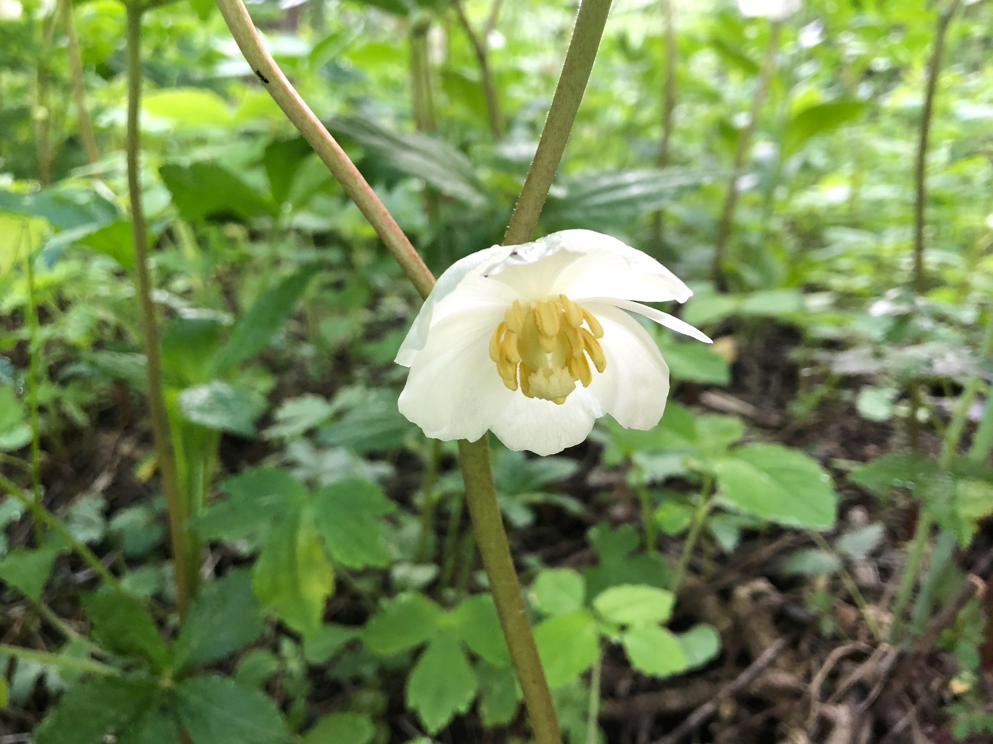 Mayapple blooms in wood between Duck Pond and Marion Dunn in Madison, Wisconsin on May 25, 2020.