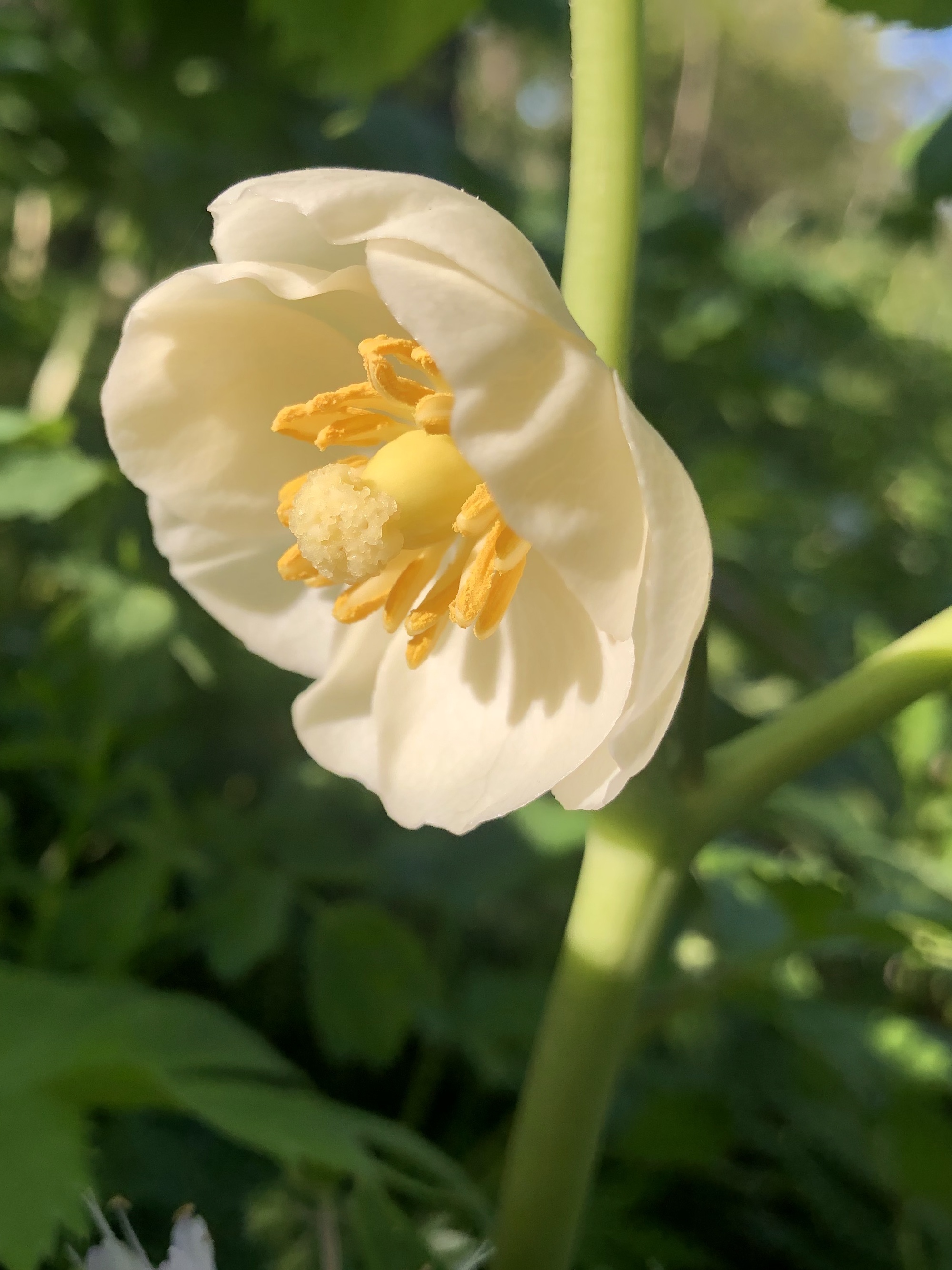 Mayapple blooms by Council Ring in Madison, Wisconsin on May 13, 2021.