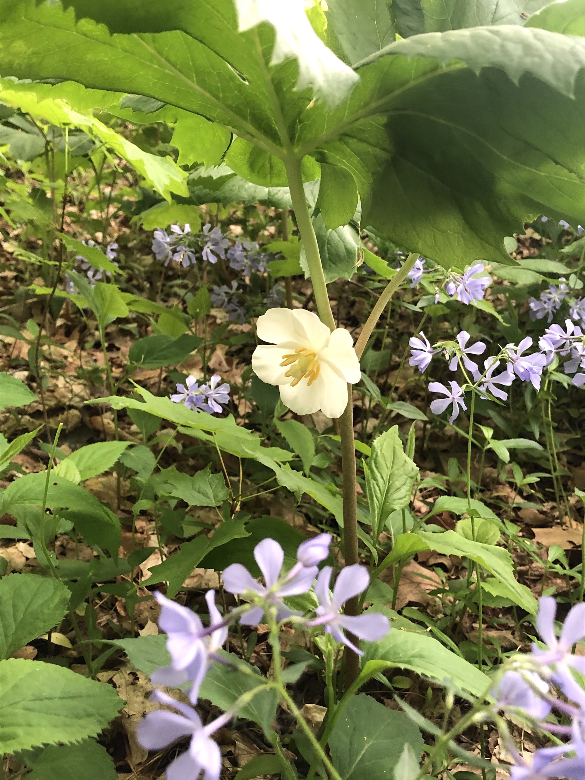 Mayapple blooming in UW Arboretum's Native Gardens in Madison, Wisconsin on May 15, 2021.