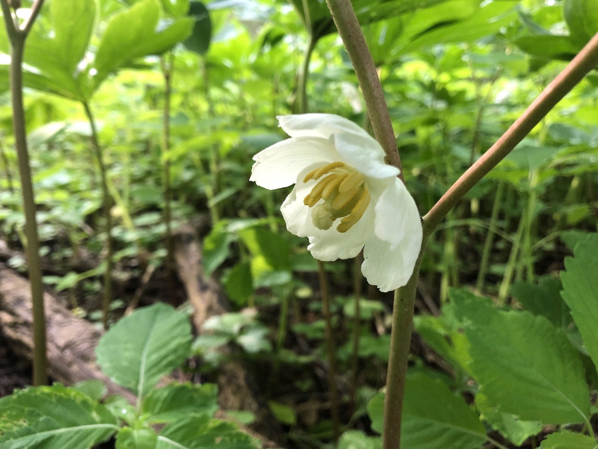 Mayapple in woods between Marion Dunn and Duck Pond on May 26, 2019.