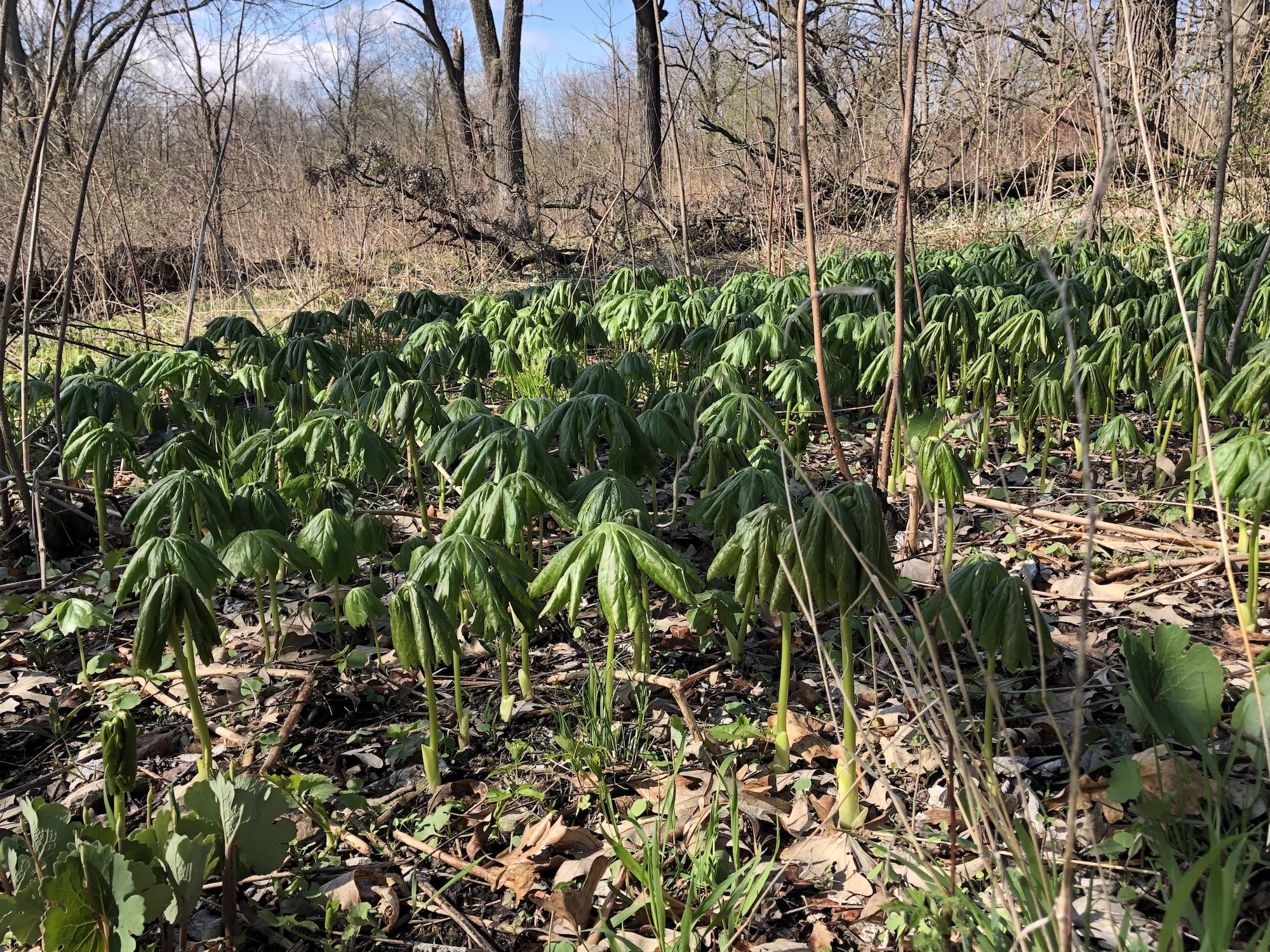 Mayapple on hill near Council Ring on April 23, 2019.