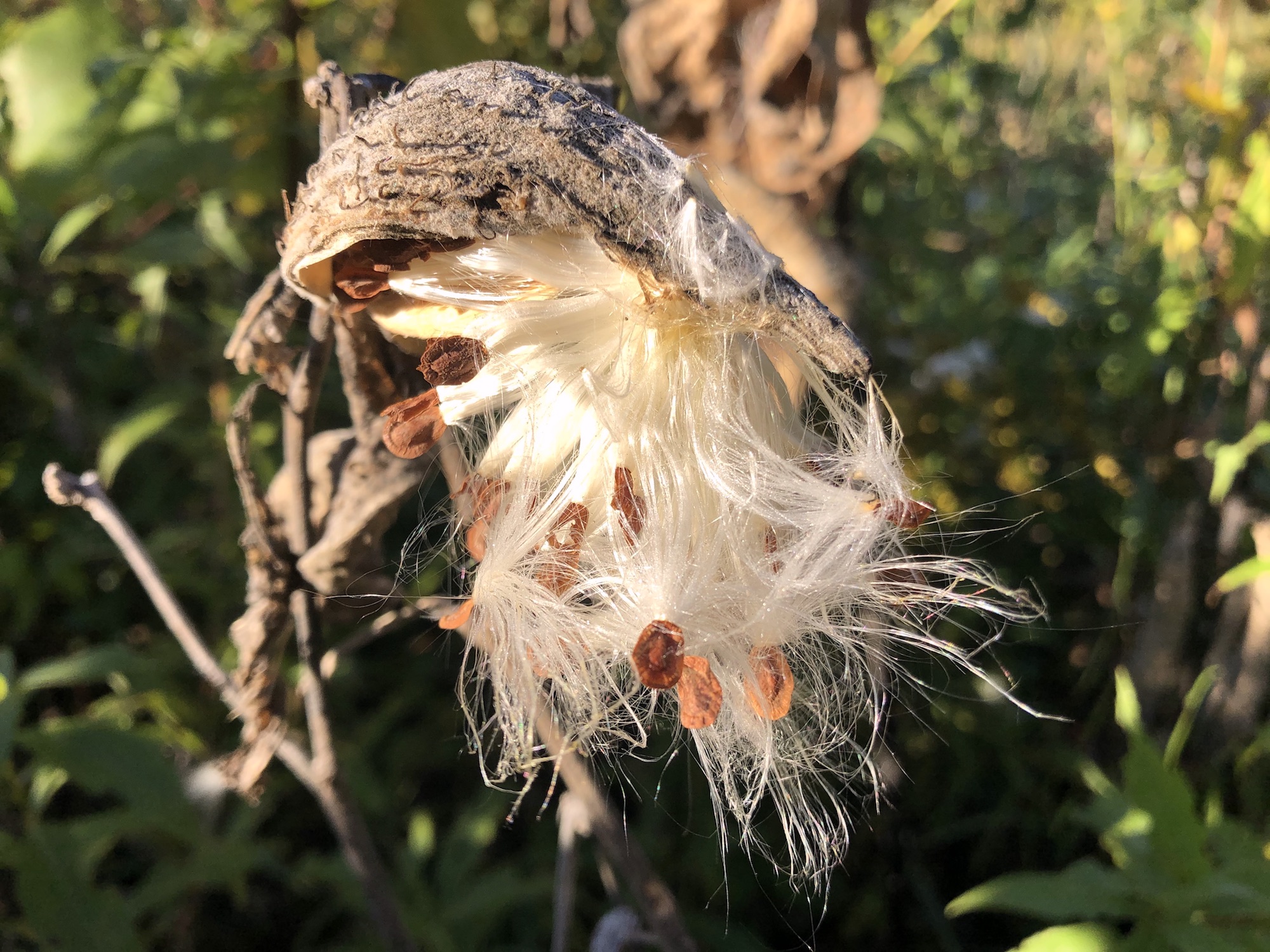 Common Milkweed on shore of Marion Dunn Pond on October 2, 2020.