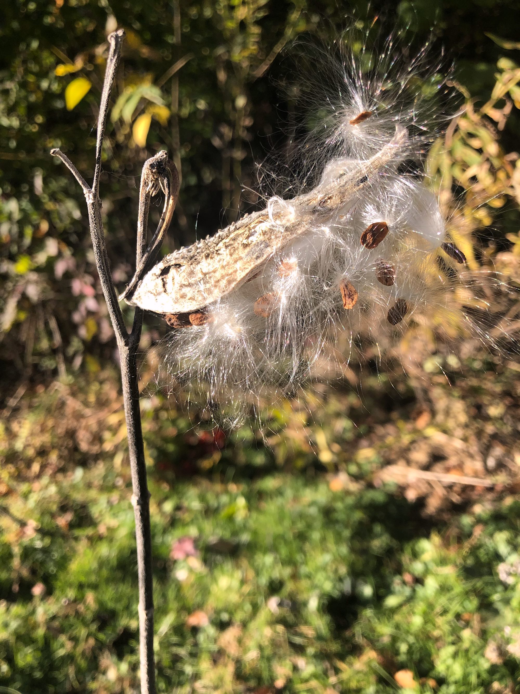 Common Milkweed in UW Arboretum on October 13, 2020.