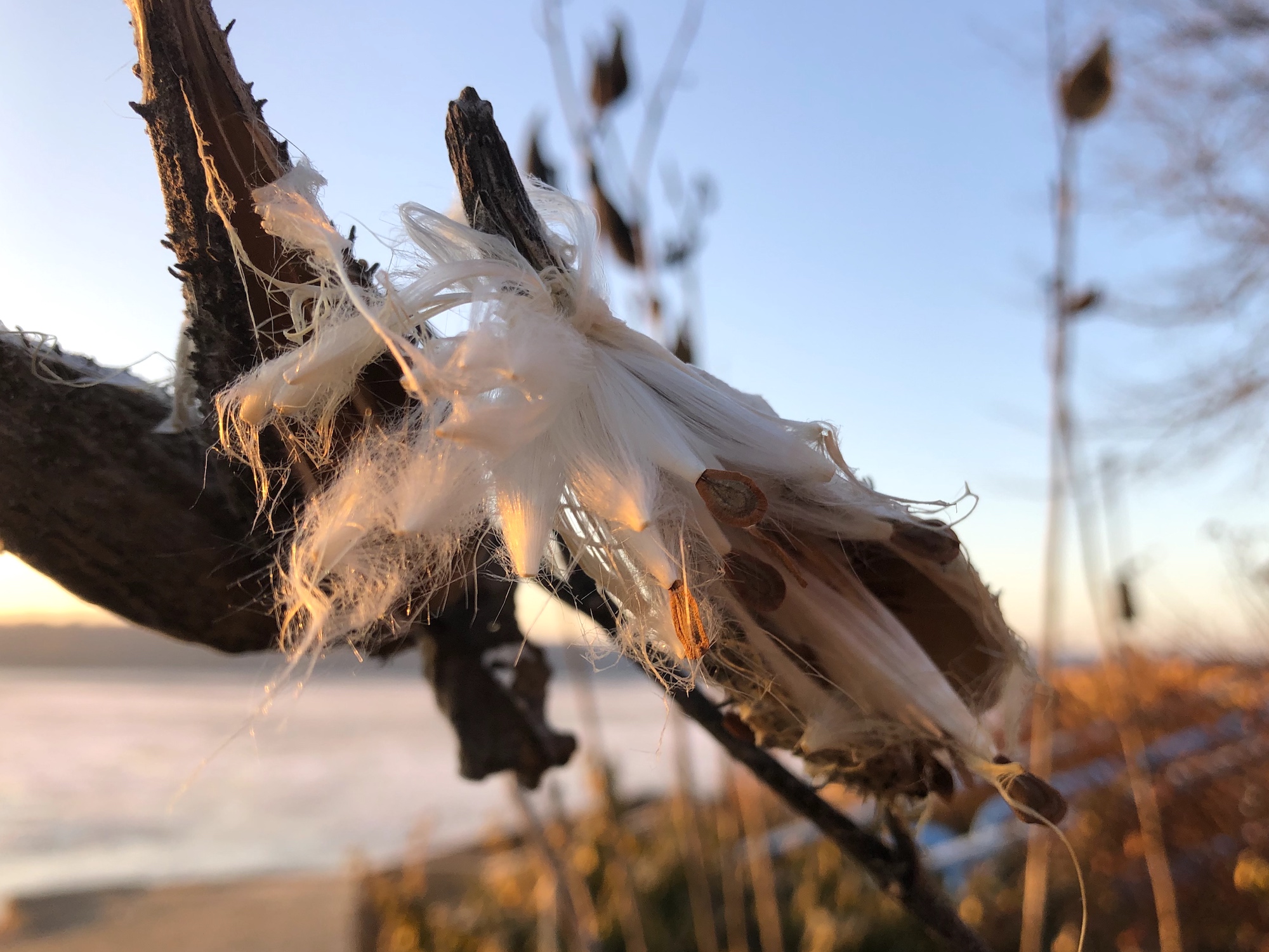 Common Milkweed by Wingra Boats on December 21, 2019.