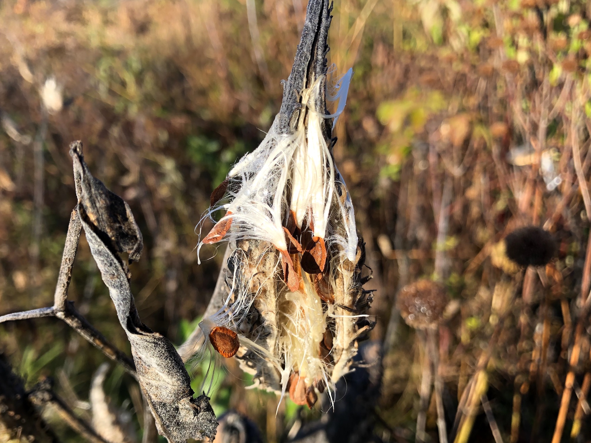 Common Milkweed on shore of Marion Dunn Pond on October 27, 2019.