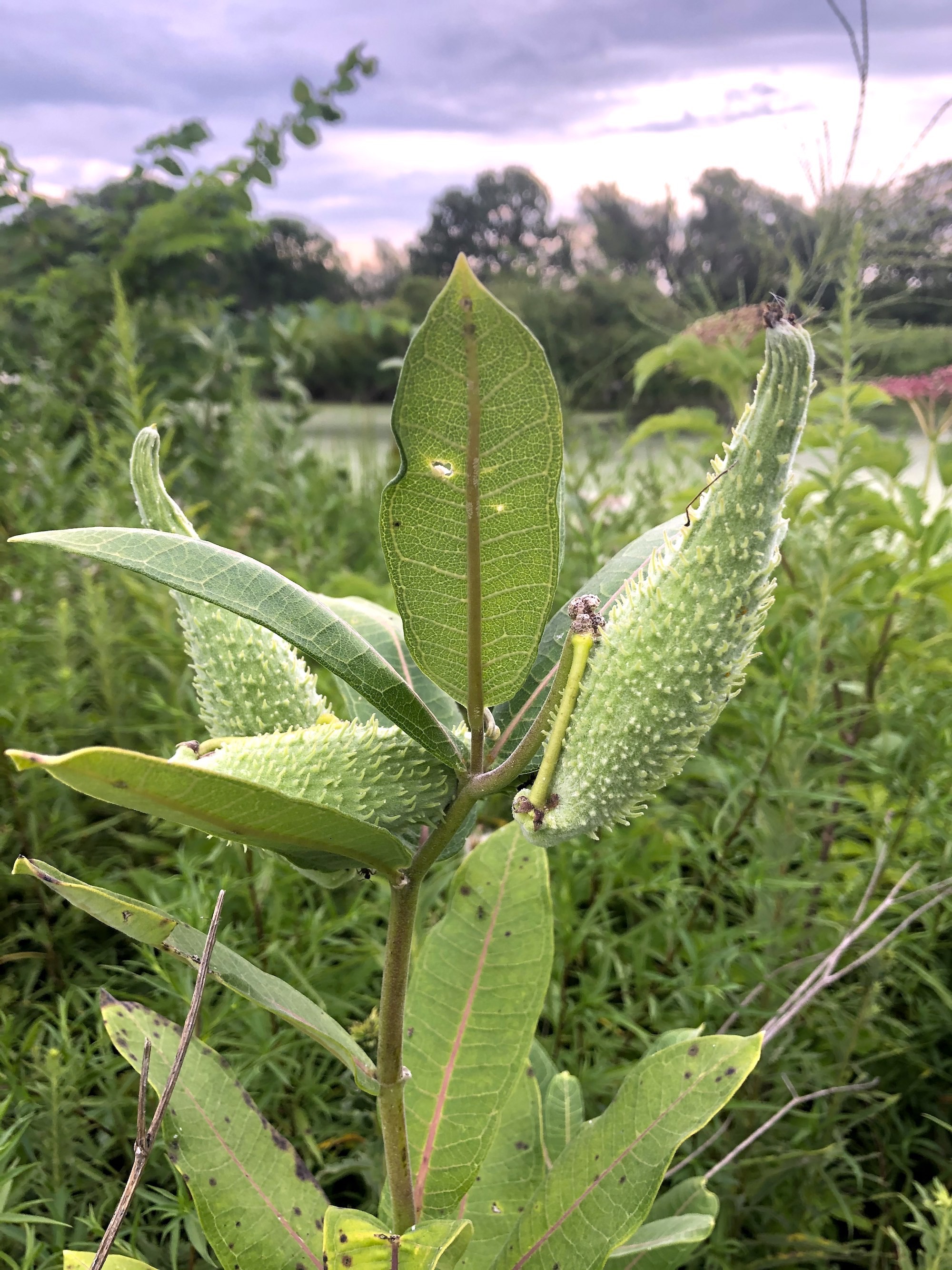 Common Milkweed on shore of Marion Dunn Pond on August 8, 2020.