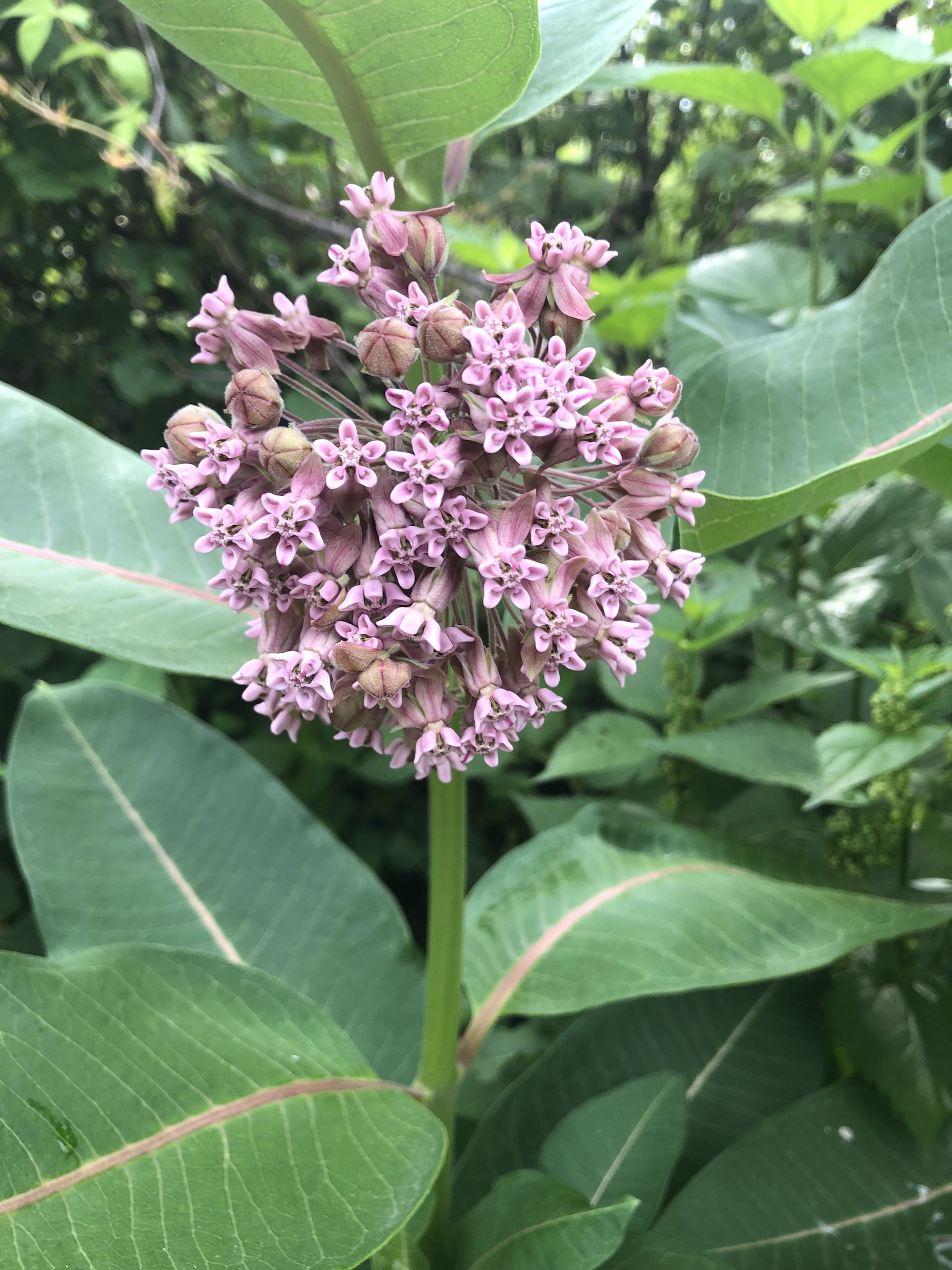 Commmon Milkweed by Duck Pond on June 30, 2019.