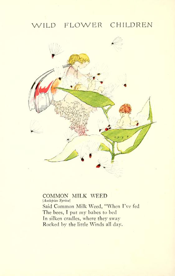1918 Common Milkweed Wild Flower Children by Elizabeth Gordon with illustration by Janet Laura Scott.