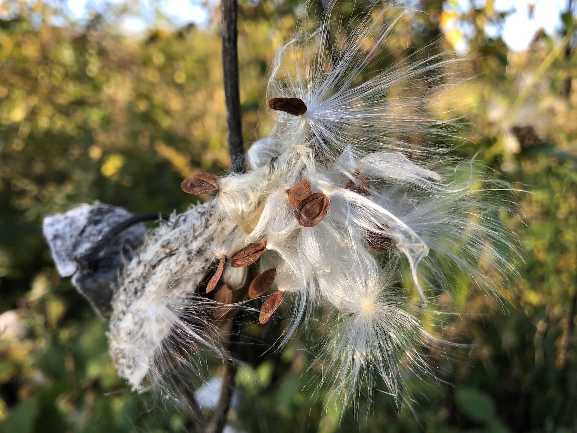 Common Milkweed on shore of Marion Dunn Pond on October 12, 2019.