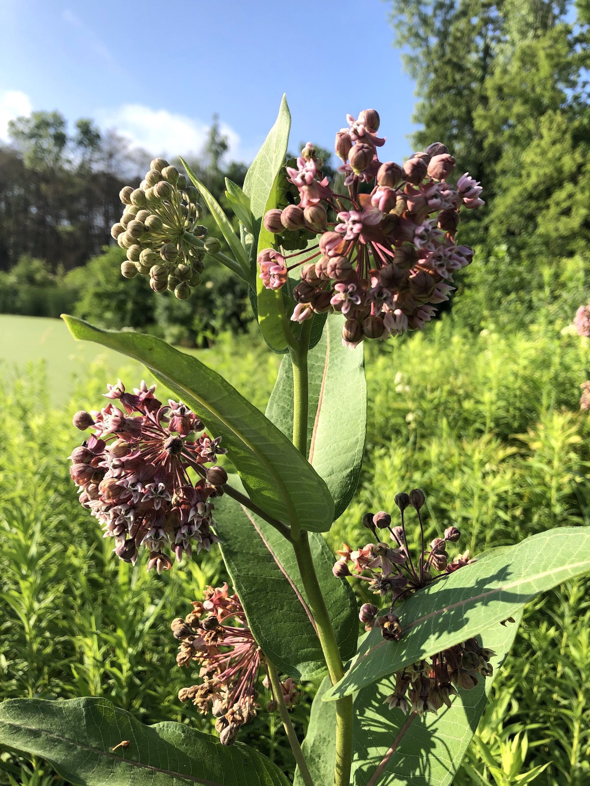 Common Milkweed on shore of Marion Dunn Pond on July 10, 2019.