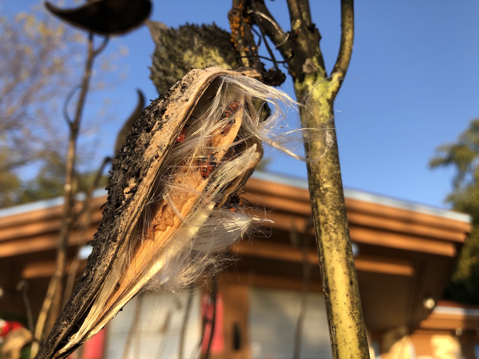 Common Milkweed by Wingra Boats on October 12, 2019.