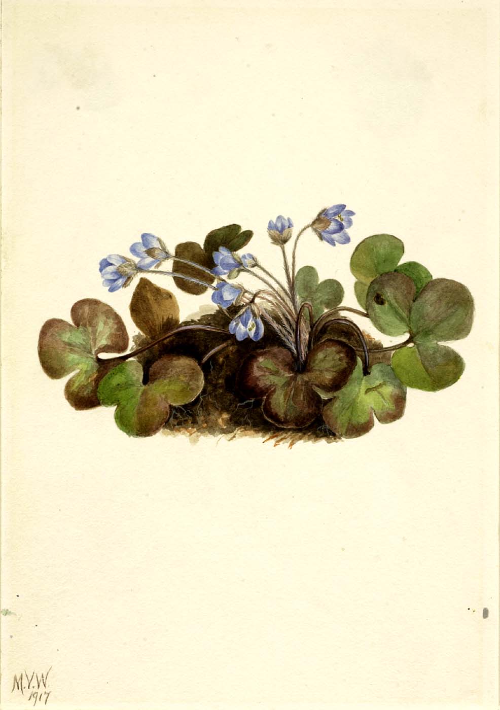 11917 Hepatica americana (Round-lobed) illustration by Mary Vaux Walcot.
