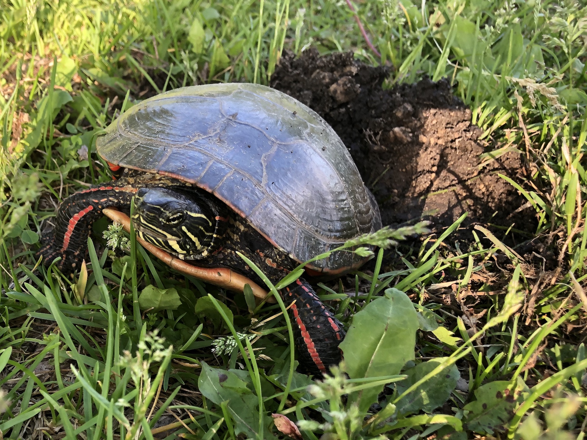 Painted Turtle laying eggs near retaining pond on June 09, 2022.