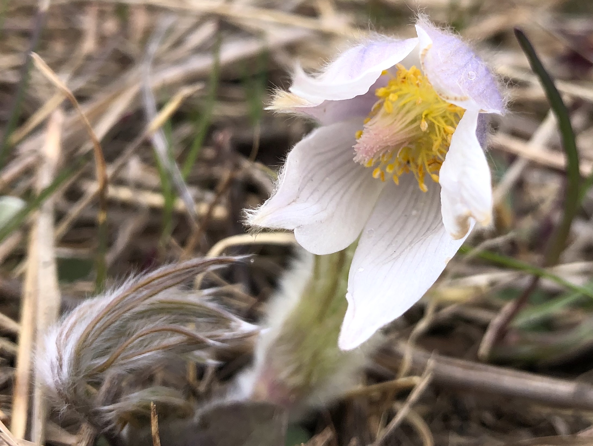Pasque flower on Pasque Flower Hill near East Raymond Road Park in Madison, Wisconsin on April 20, 2021.