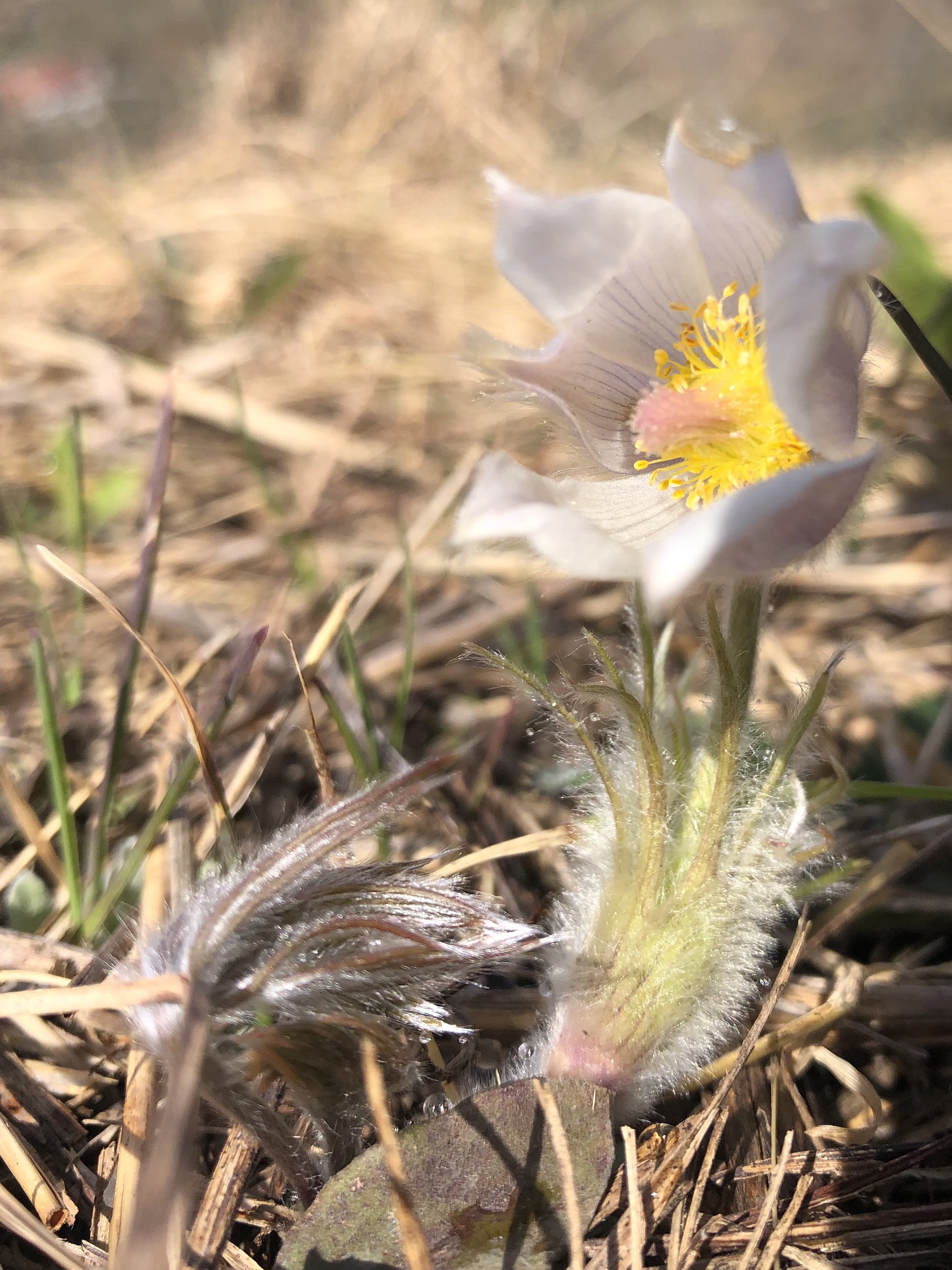 Pasque flower on Pasque Flower Hill near East Raymond Road Park in Madison, Wisconsin on April 21, 2021.