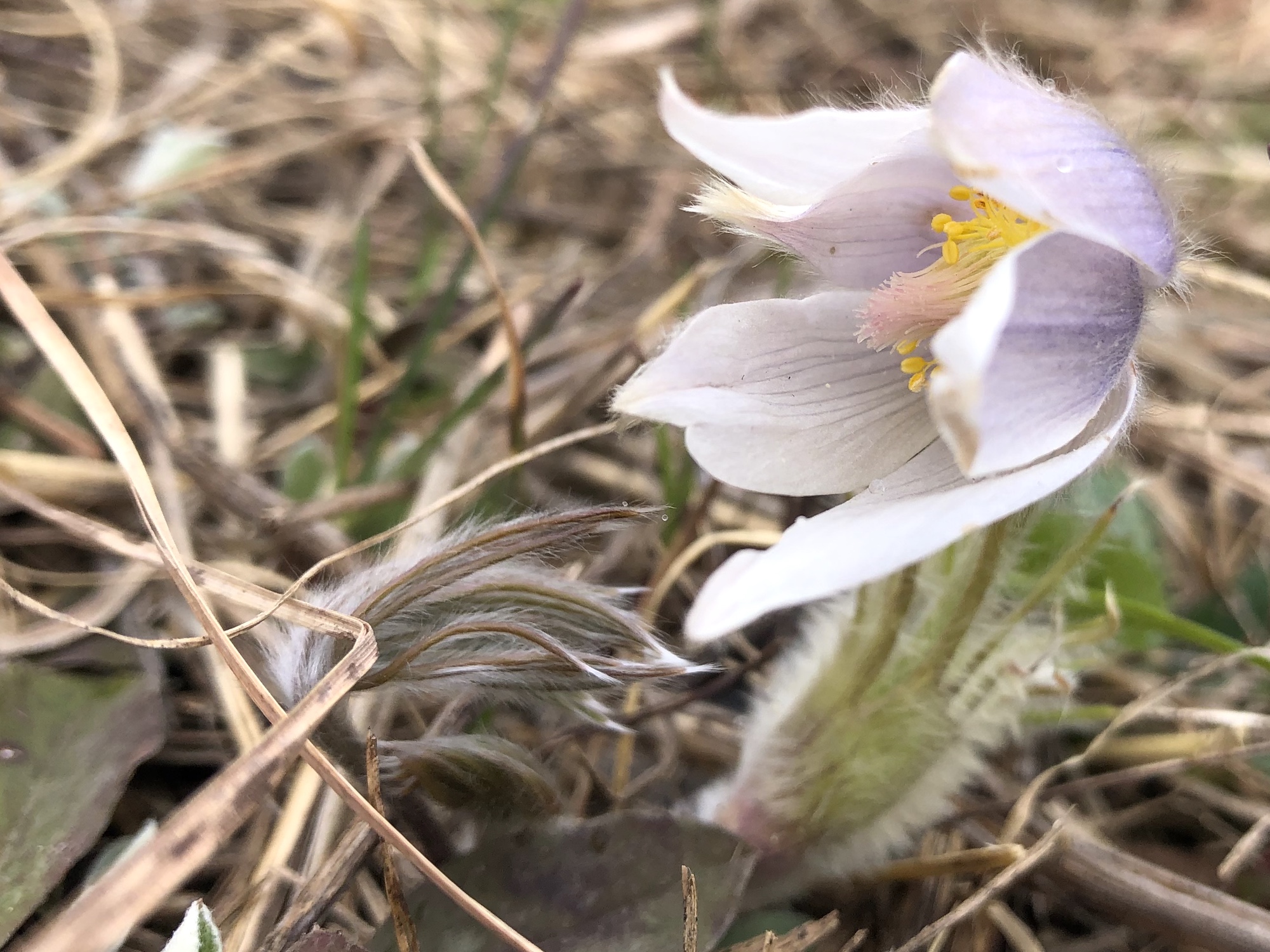 Pasque flower on Pasque Flower Hill near East Raymond Road Park in Madison, Wisconsin on April 20, 2021.