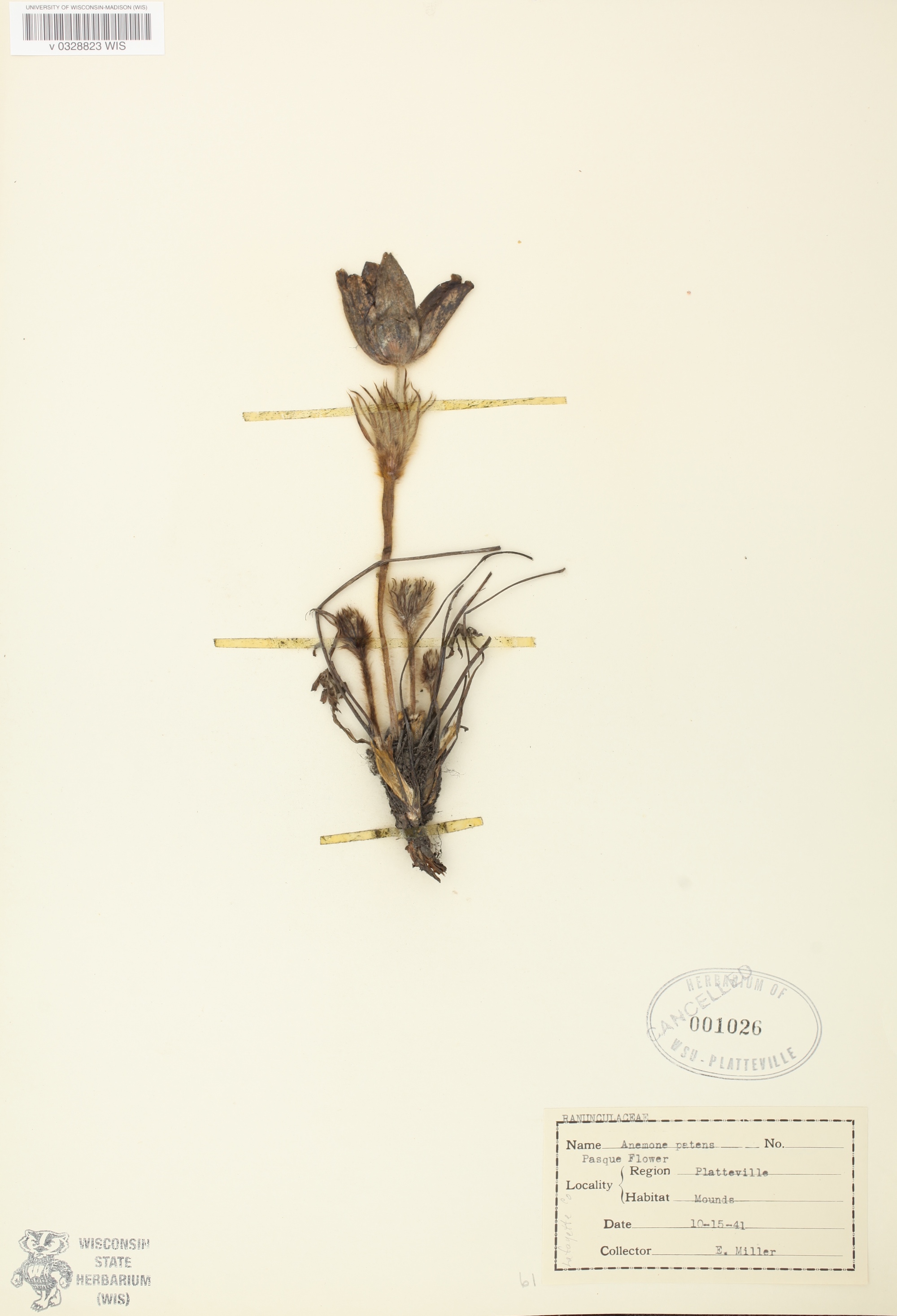 Pasque flower specimen collected on October 15, 1941 at Platte Mounds near Platteville, Wisconsin.