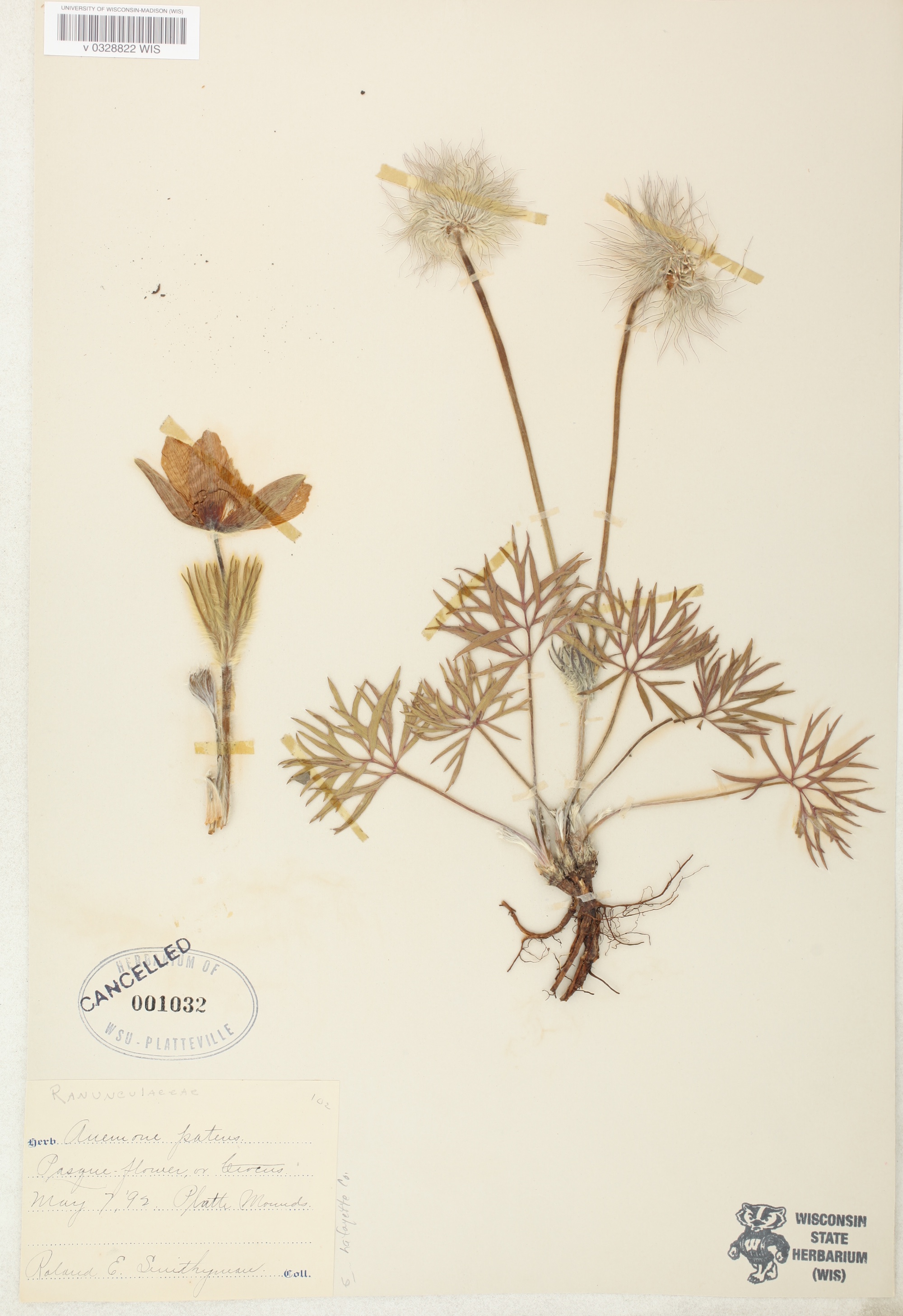 Pasque flower specimen collected on May 7, 1992 at Platte Mounds near Platteville, Wisconsin.