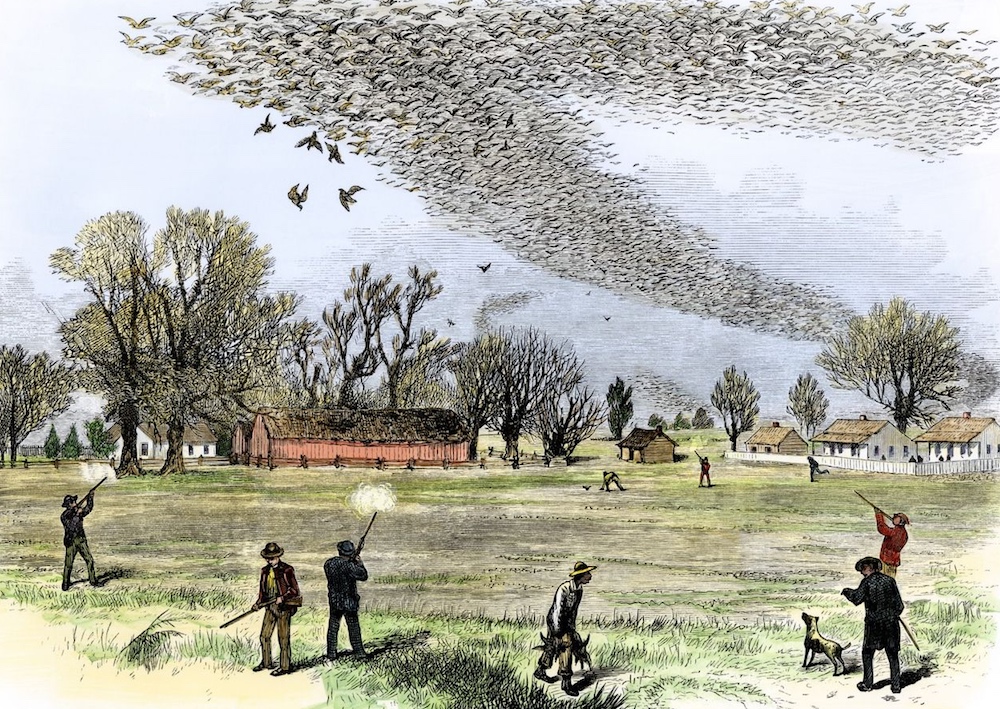 Depiction of a shooting Passenger Pigeons in northern Louisiana, Smith Bennett, 1875.