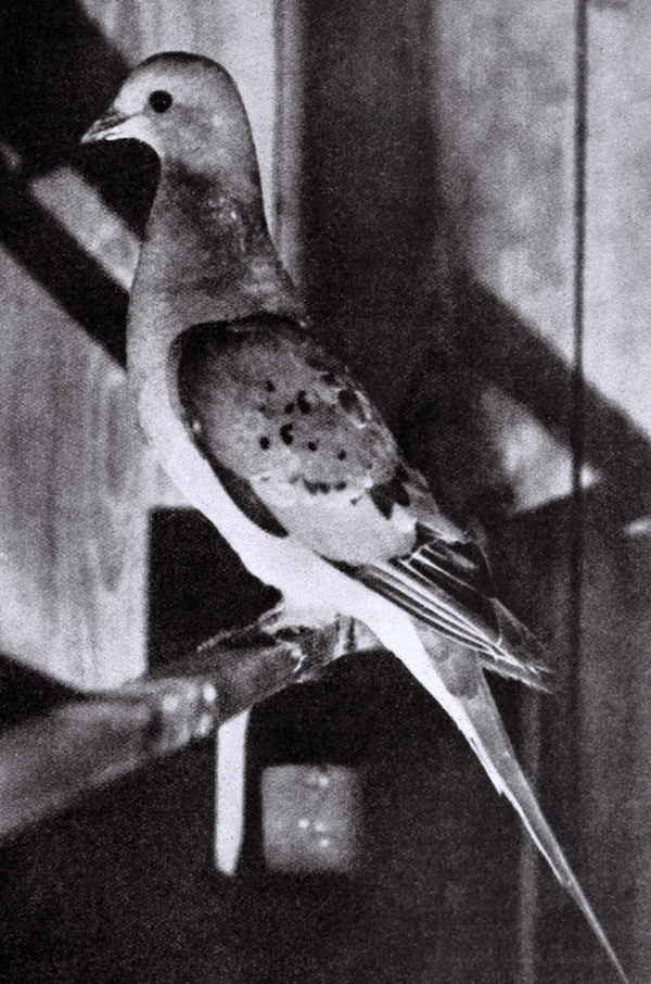 Female Passenger Pidgeon.