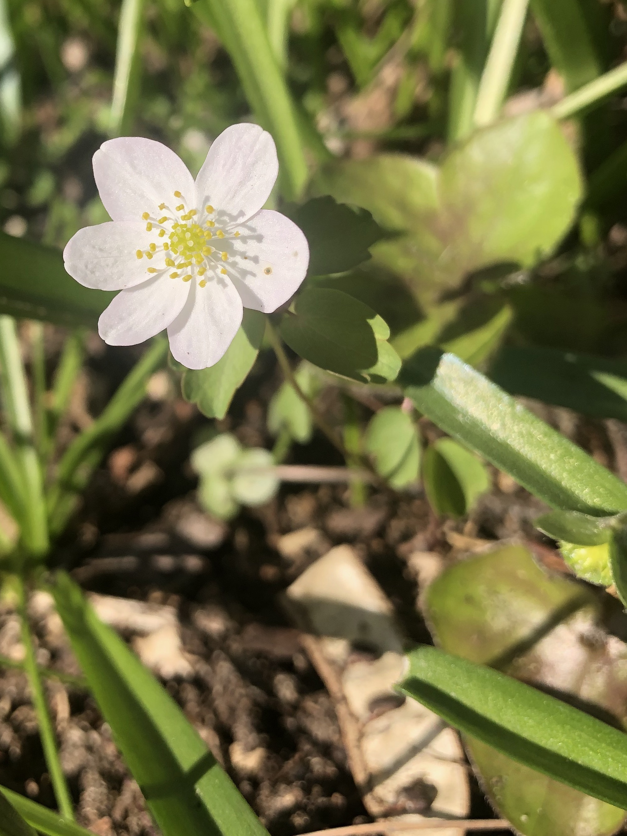 Rue-anemone near Agawa Path (growing through Hepatica leaves) in Madison, Wisconsin on April 17, 2021.