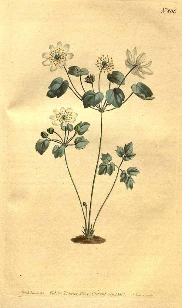 Rue-anemone botanical illustration.