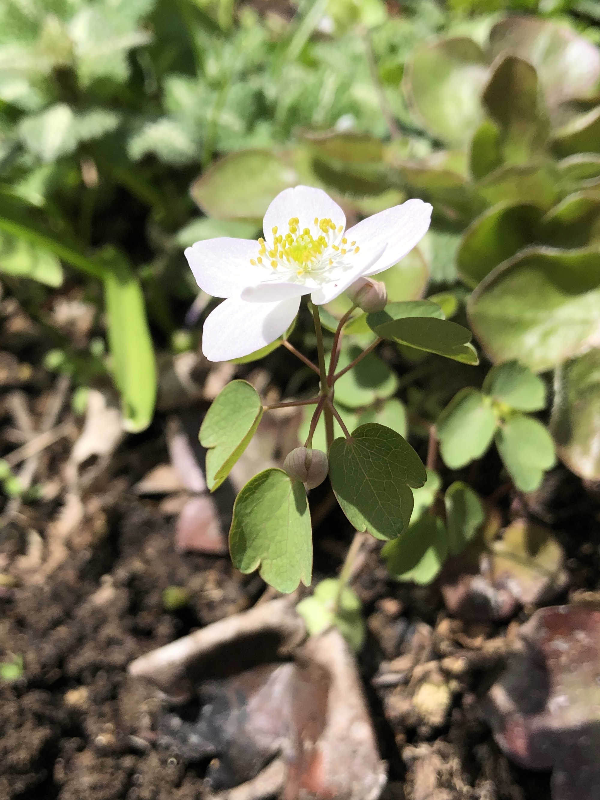 Rue-anemone near Agawa Path (growing through Hepatica leaves) in Madison, Wisconsin on May 5, 2022.