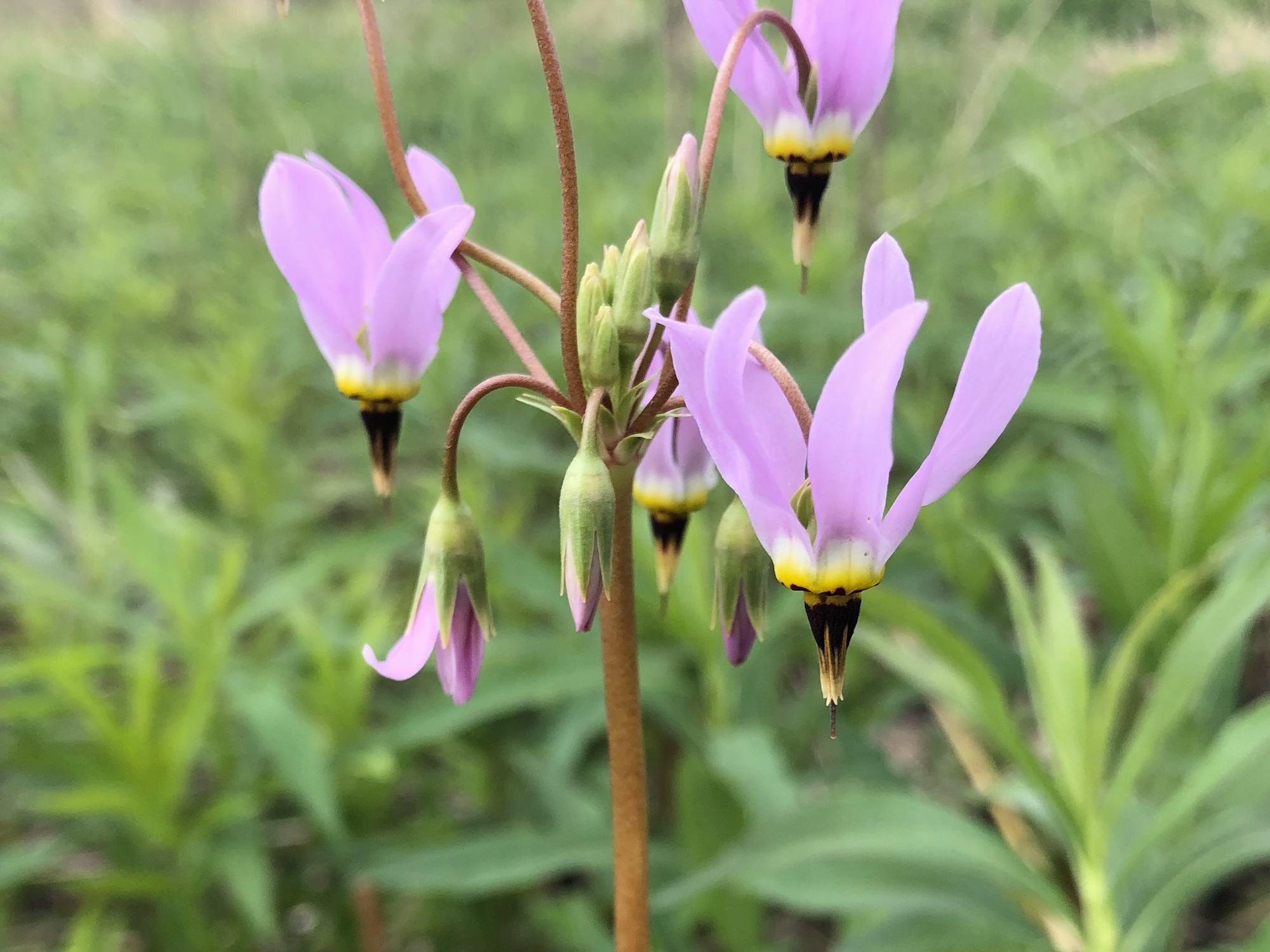 Shooting Star by UW Arboretum Visitors Center on May 21, 2020.