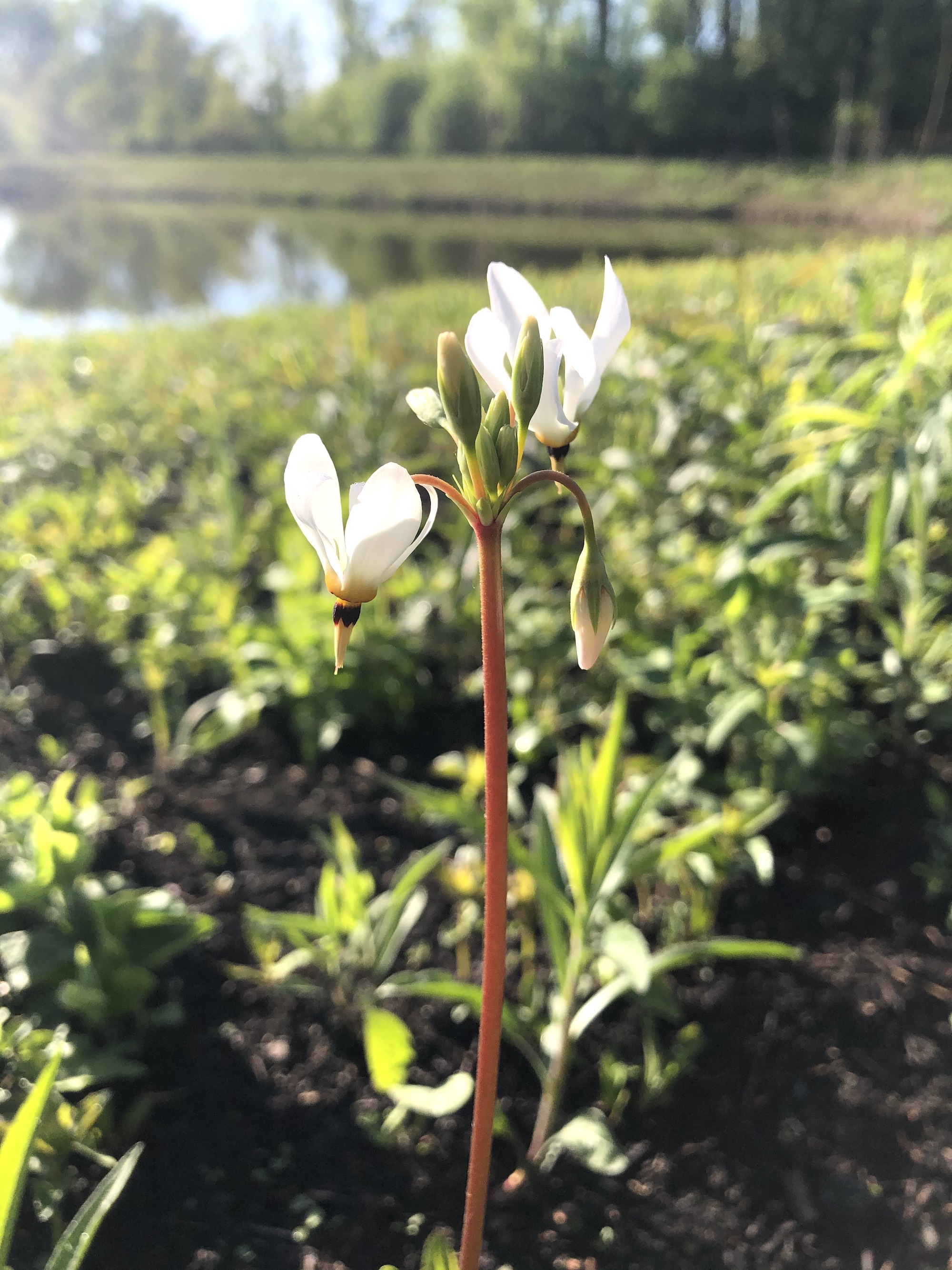 Shooting Star on bank of retaining pond on May 8, 2021.