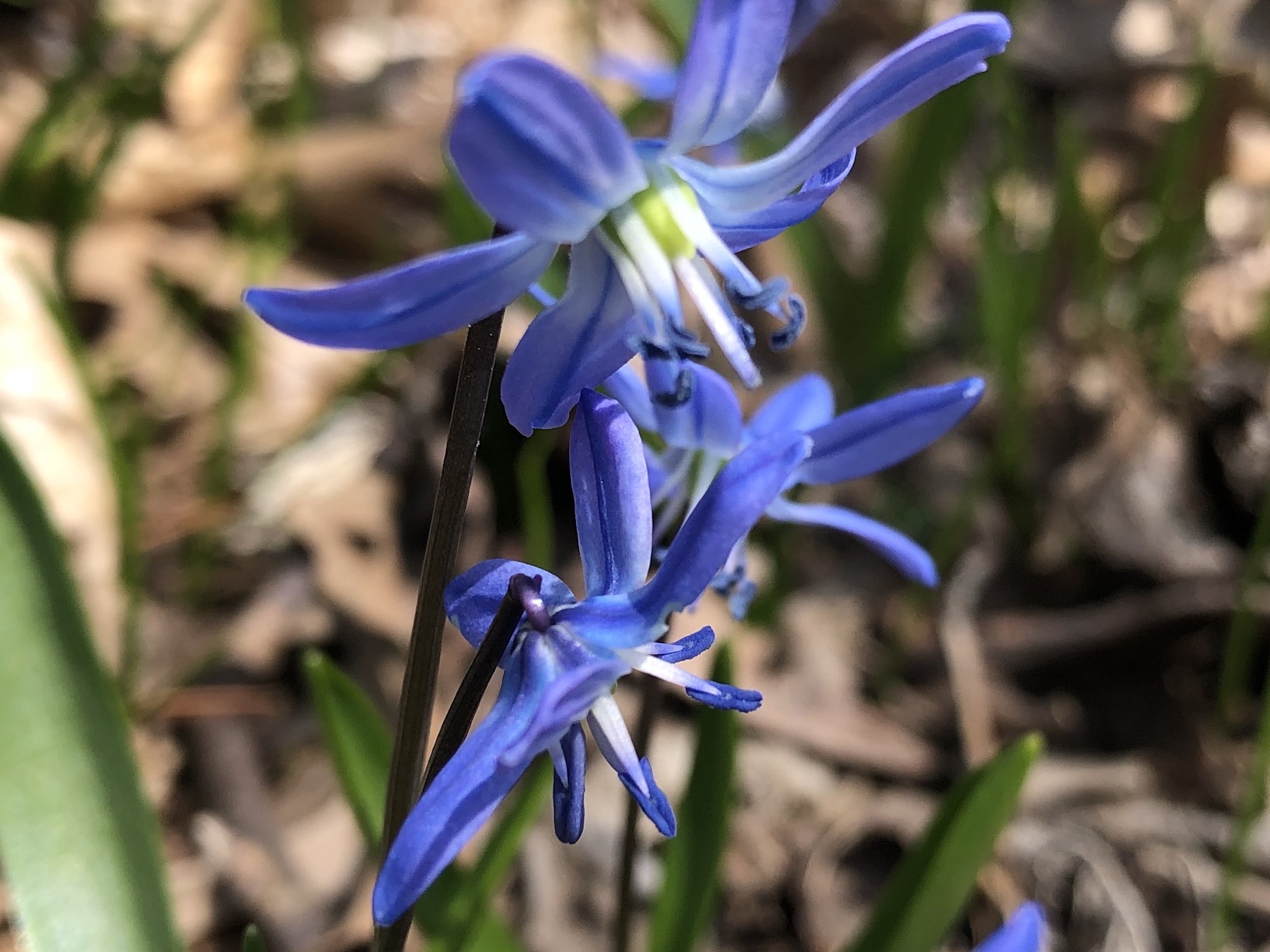 Siberian Squill in woods between Oak Savanna and sycamore tree on April 7, 2020.