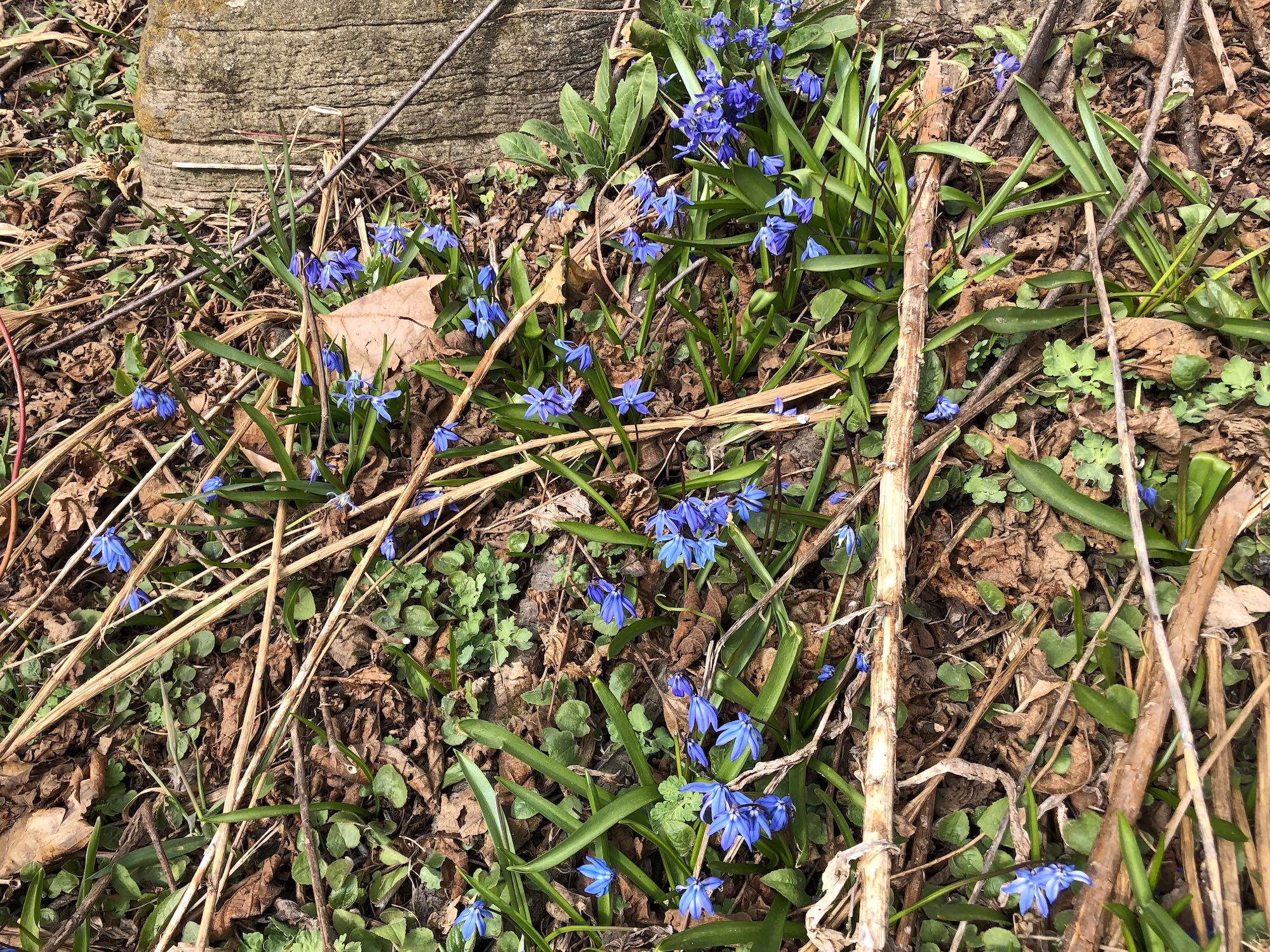 Siberian Squill by Duck Pond on April 1, 2019.