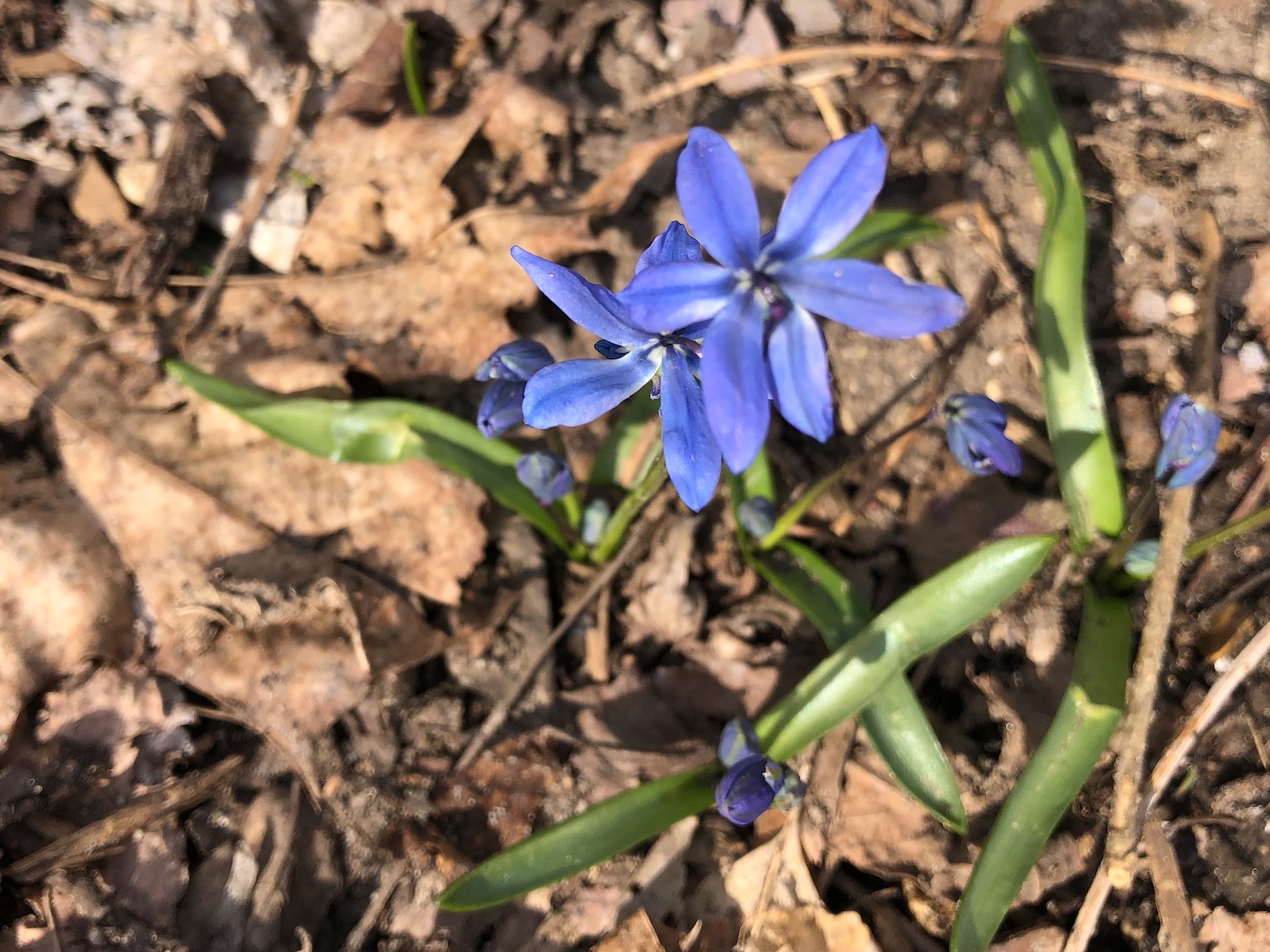 Siberian Squill by Duck Pond in Madison, Wisconsin on April 2, 2020.