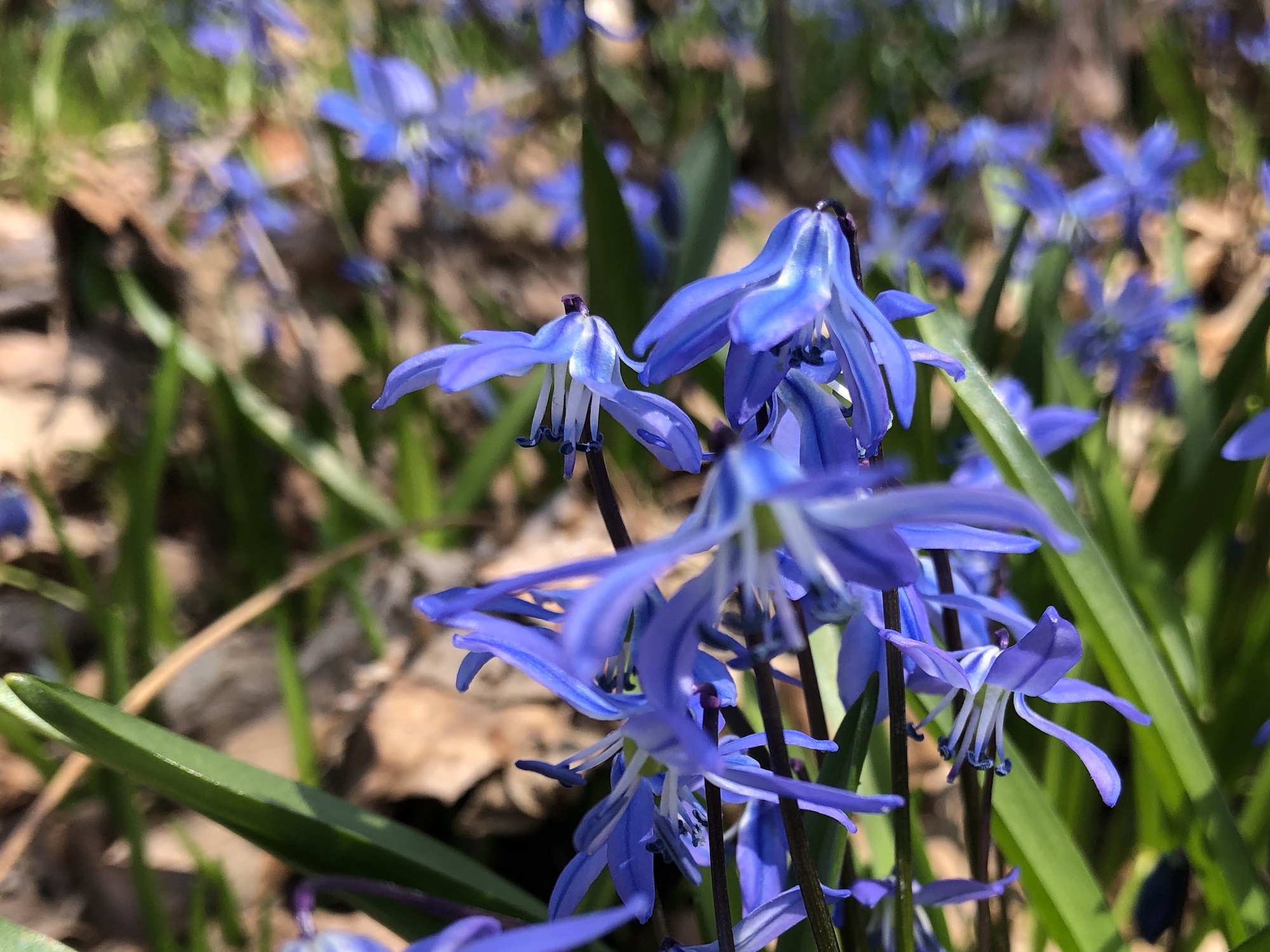 Siberian Squill in woods between Oak Savanna and sycamore tree on April 7, 2020.