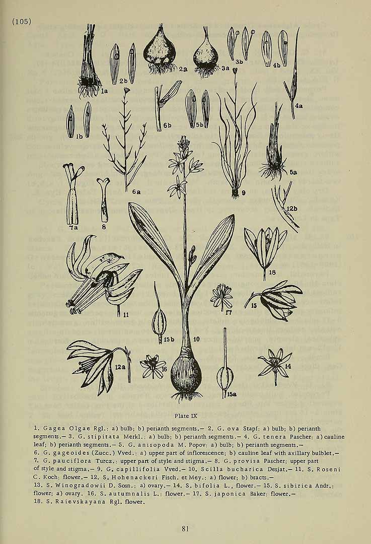 Siberian Squill botanical illustration circa 1933.