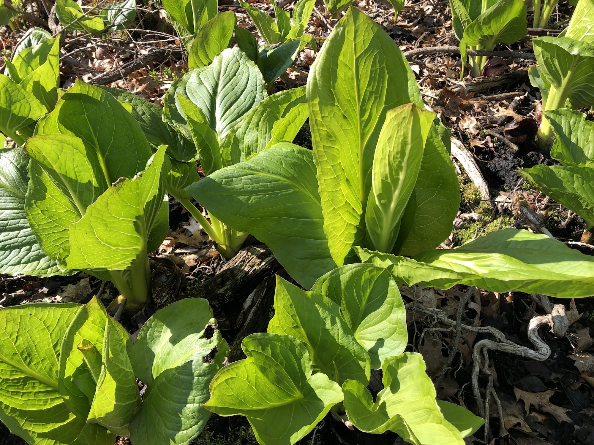 Skunk Cabbage after the flowers have bloomed in UW-Madison Arboretum on May 4, 2019.