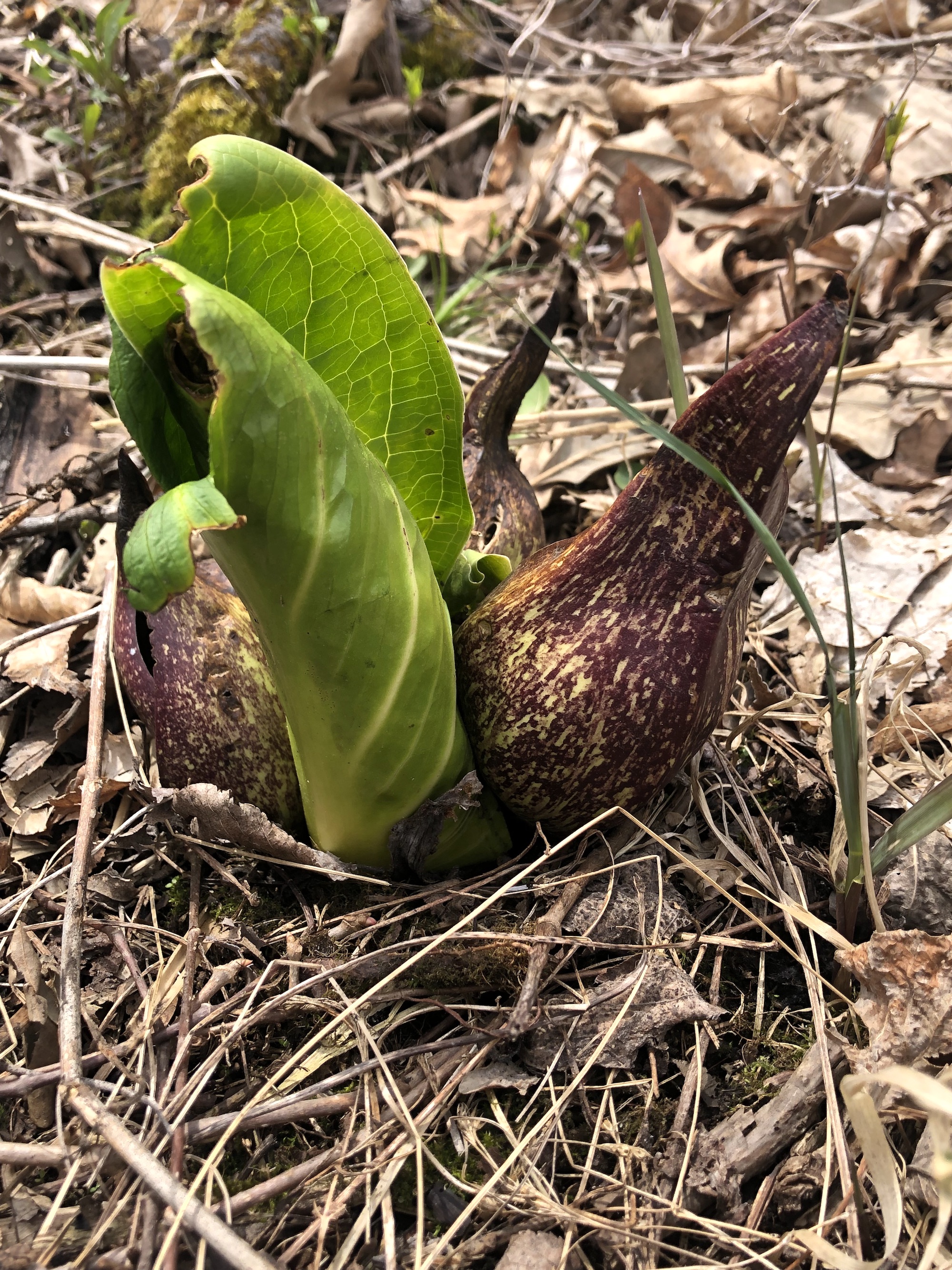 Skunk Cabbage in UW-Madison Arboretum on April 29, 2022.