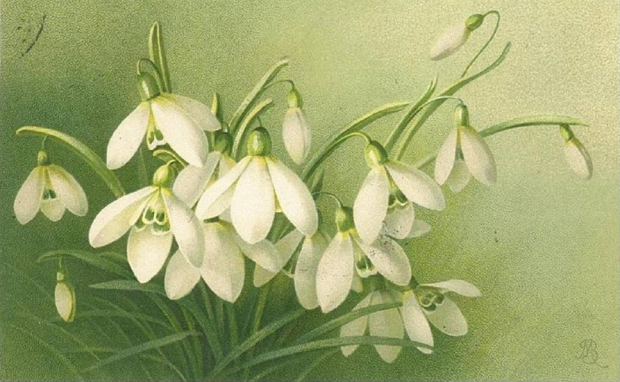Snowdrop (Galanthus) botanical illustration by Kennet Kjell Johansson Hultman circa 1907.