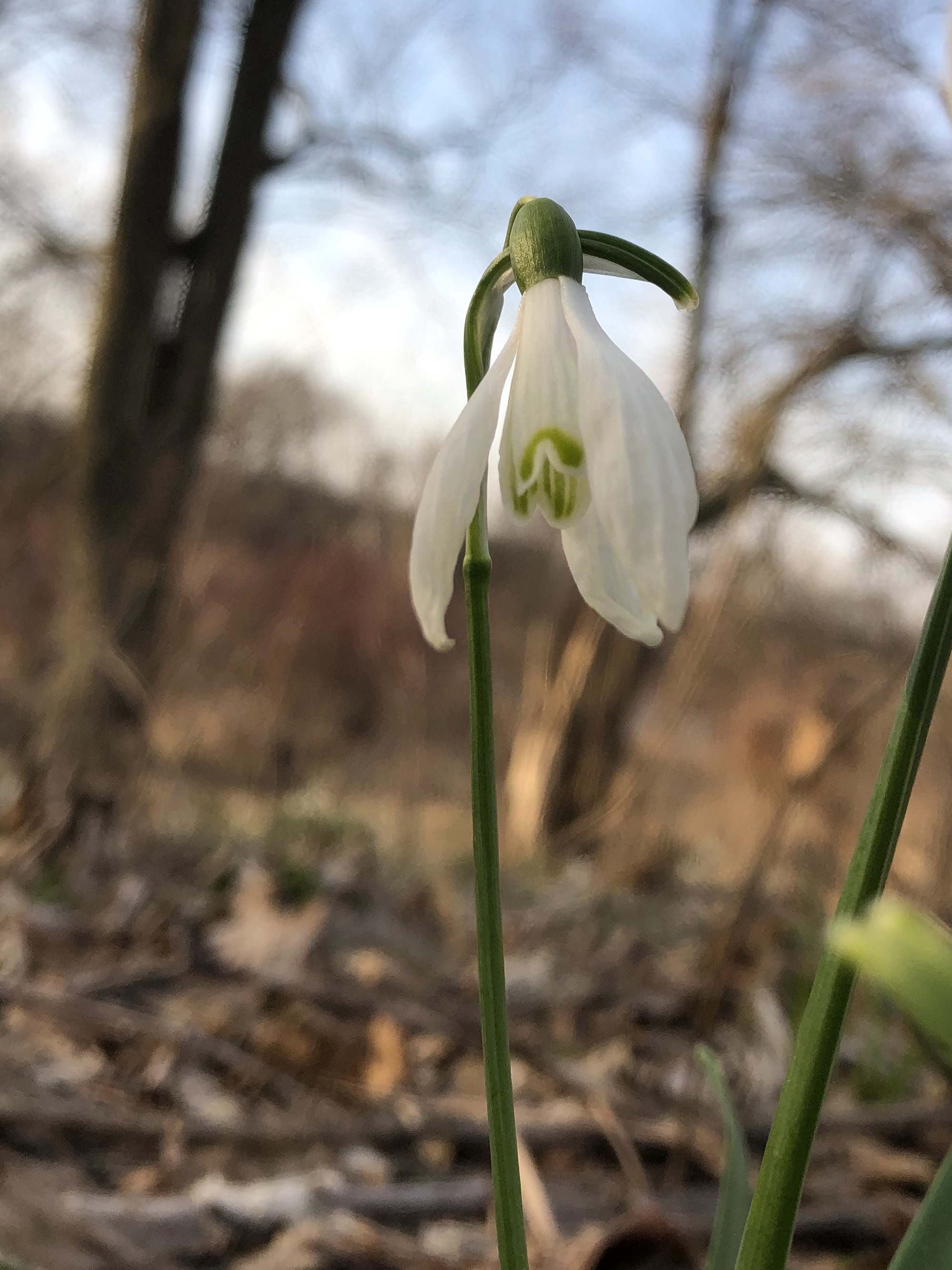 Snowdrop in Madison Wisconsin along Arbor Drive on March 30, 2021.