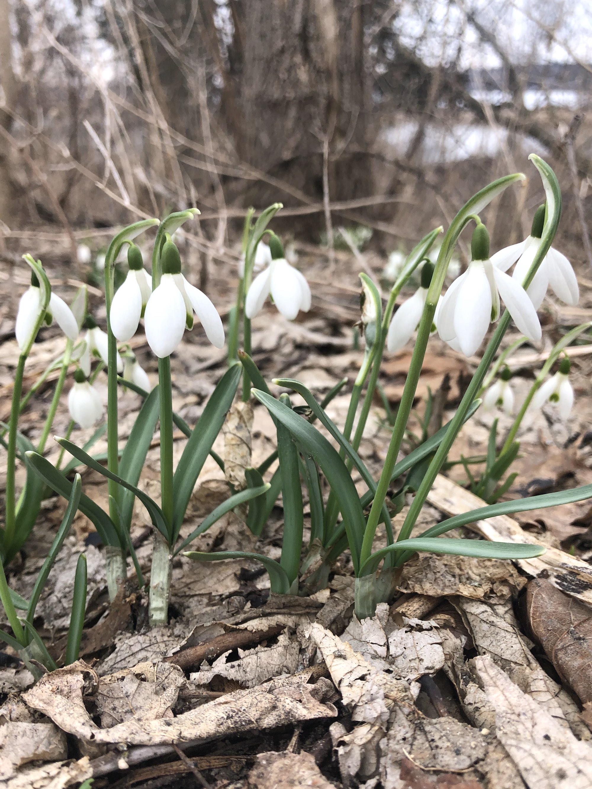 Snowdrops emerging in Madison Wisconsin along Arbor Drive on March 10, 2021.